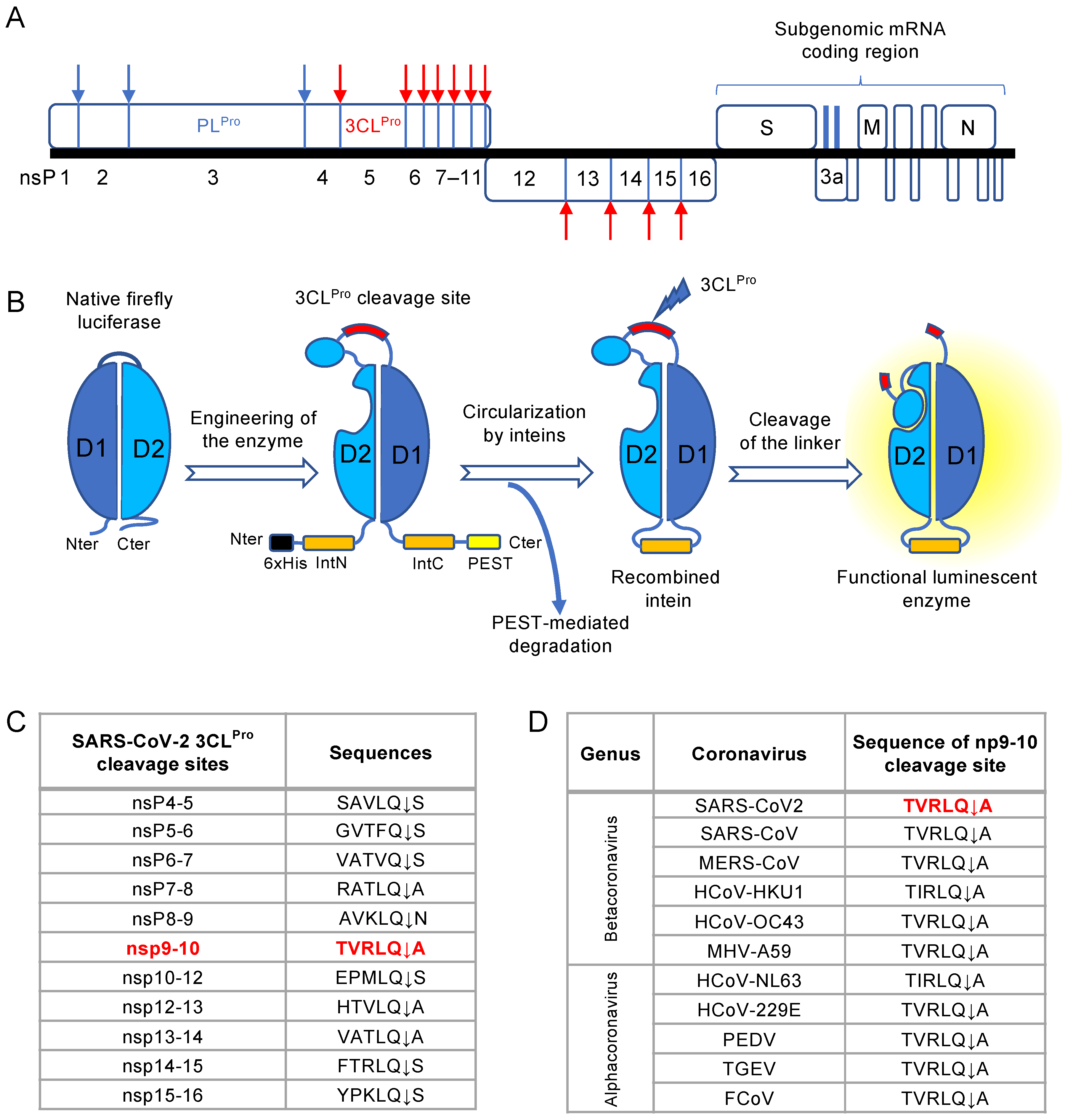 Viruses 13 01814 g001