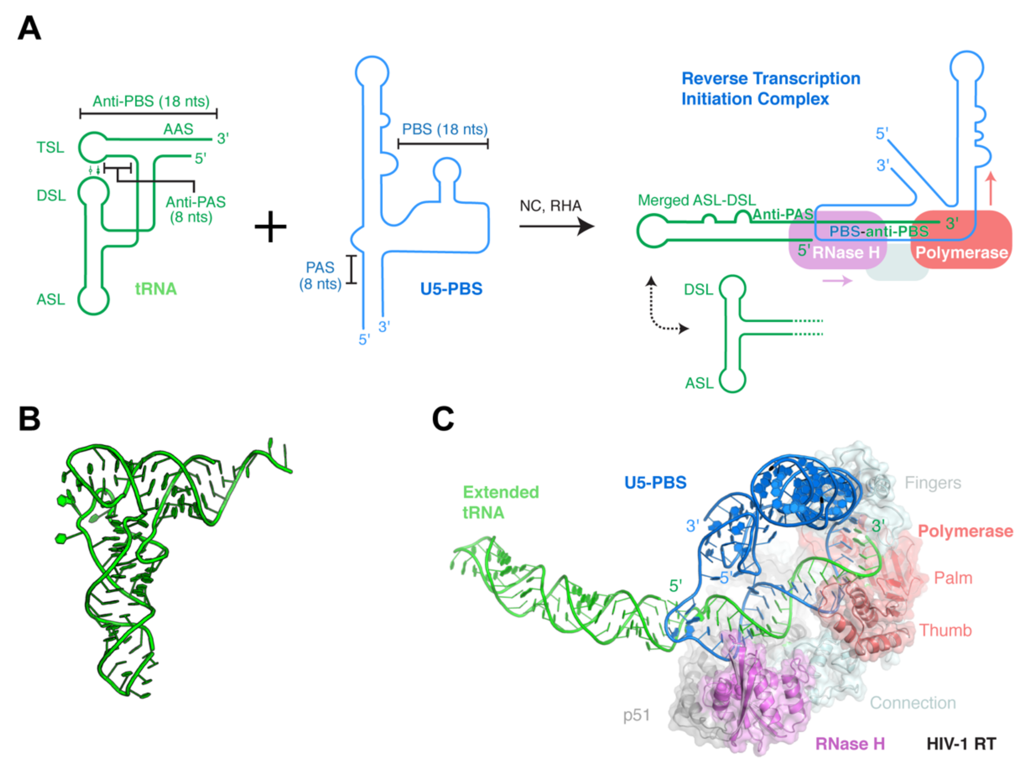 Viruses 13 01819 g002