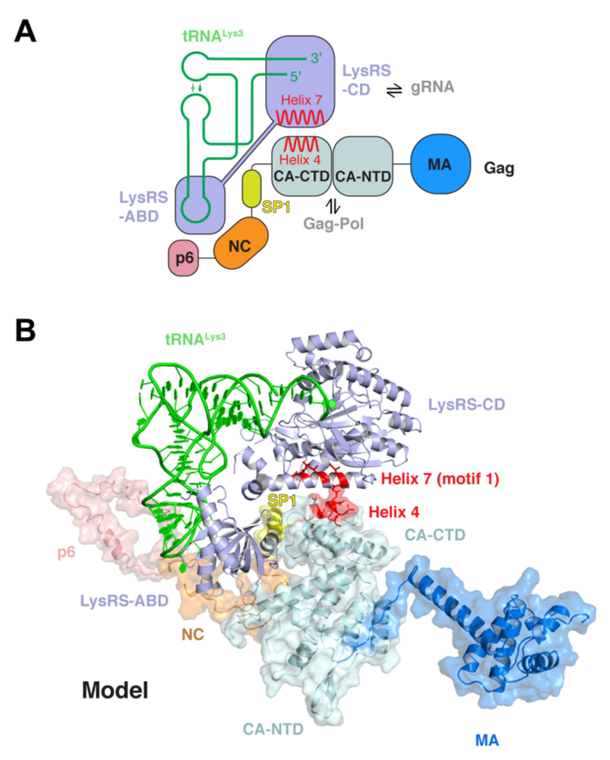 Viruses 13 01819 g003