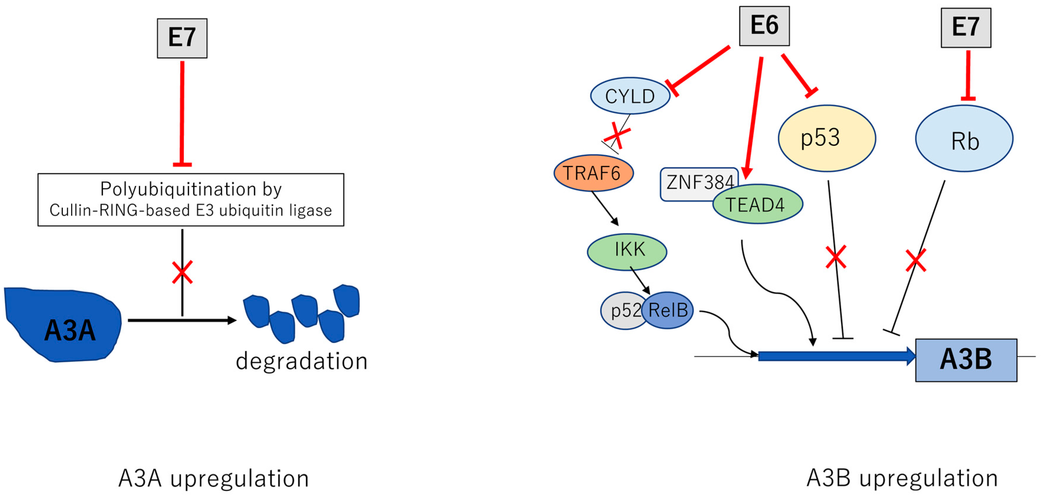 Viruses 13 01821 g003 Viruses 13 01821 g003