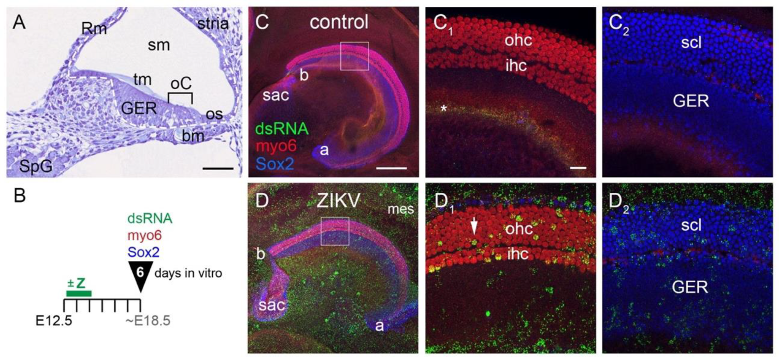 Viruses 13 01823 g001