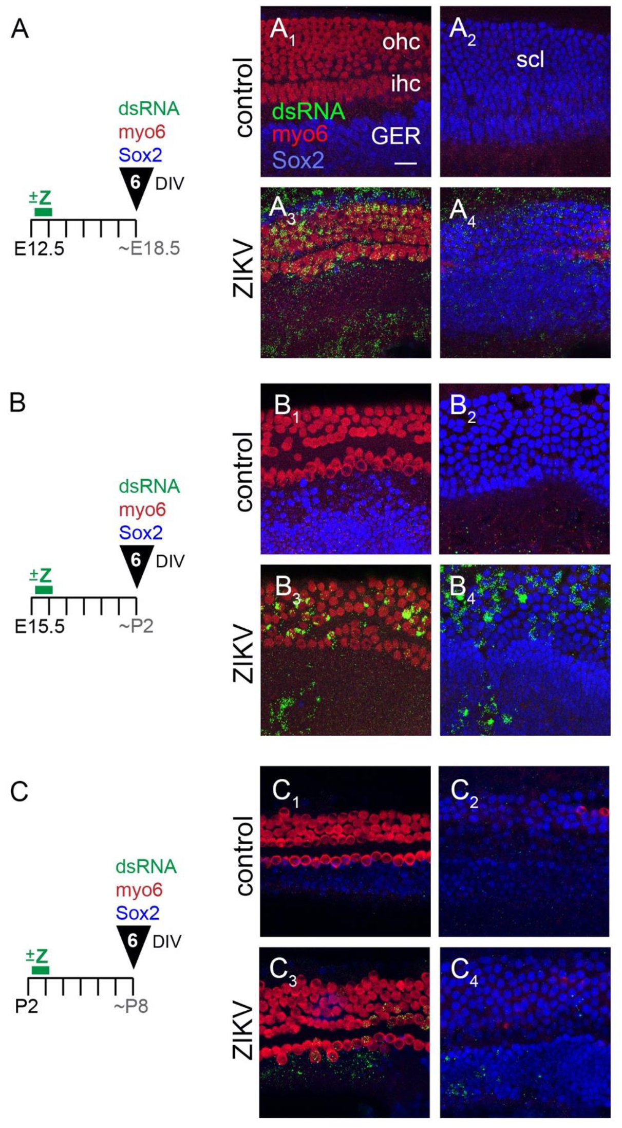 Viruses 13 01823 g002