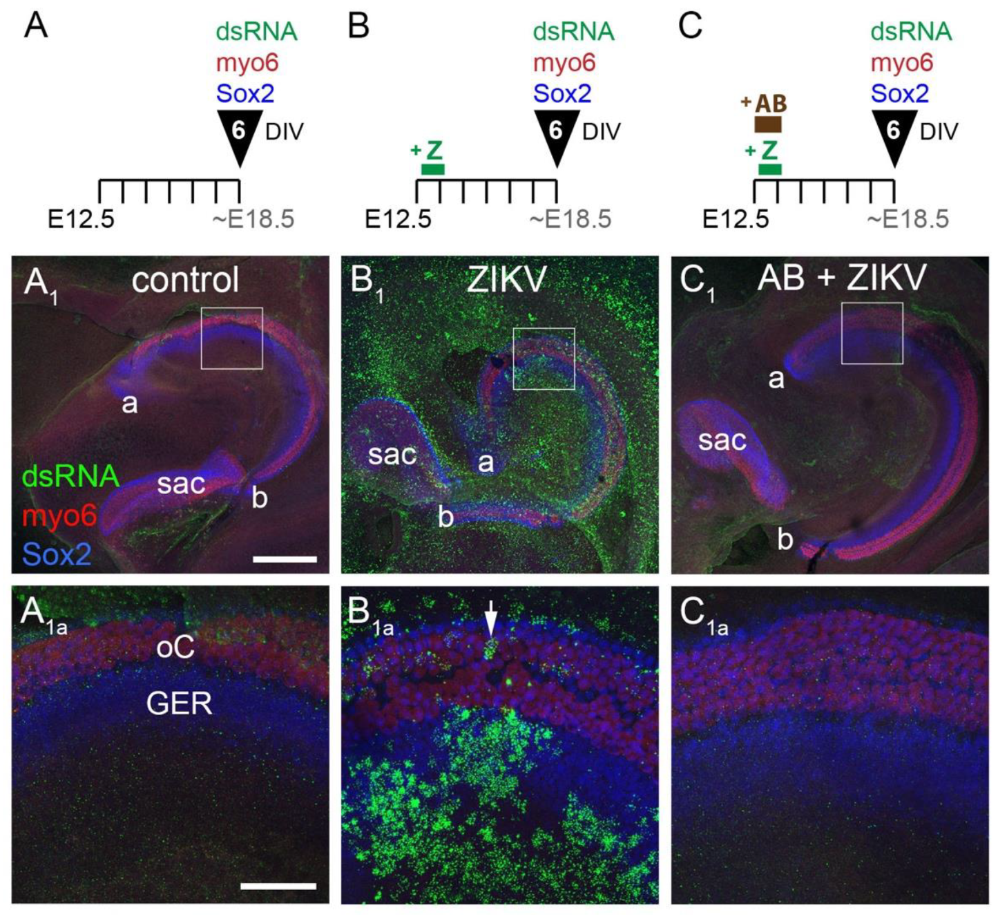 Viruses 13 01823 g004