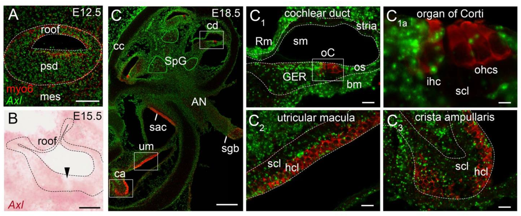 Viruses 13 01823 g005