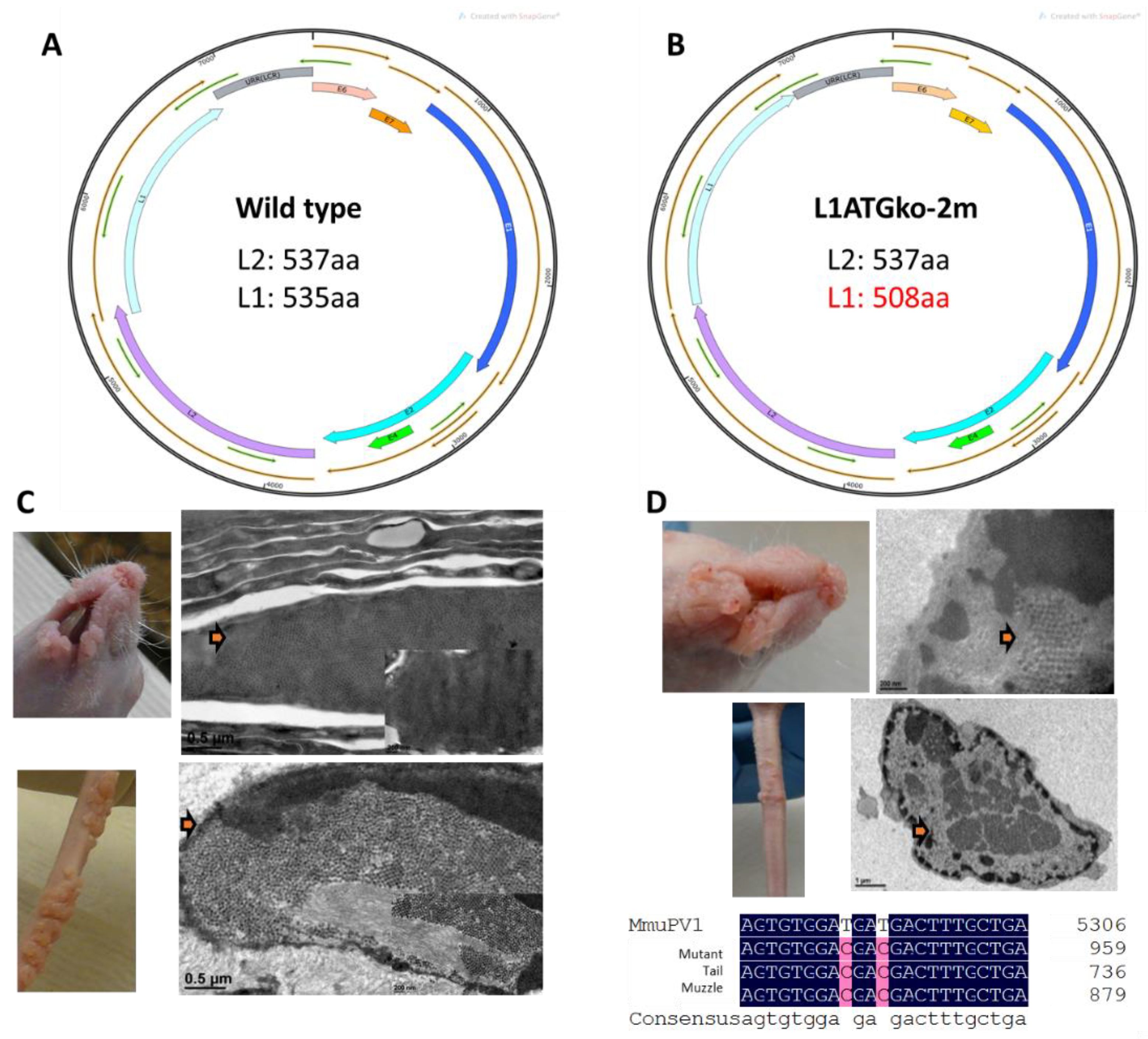 Viruses 13 01824 g001