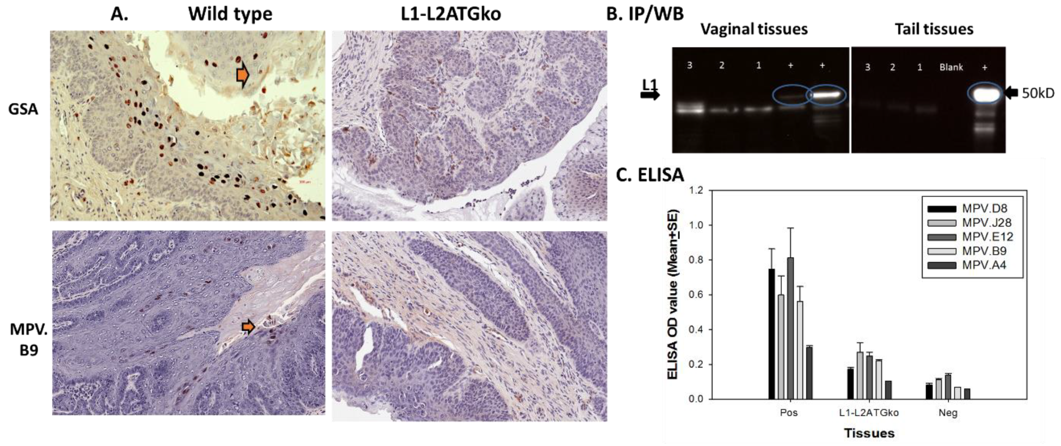 Viruses 13 01824 g008
