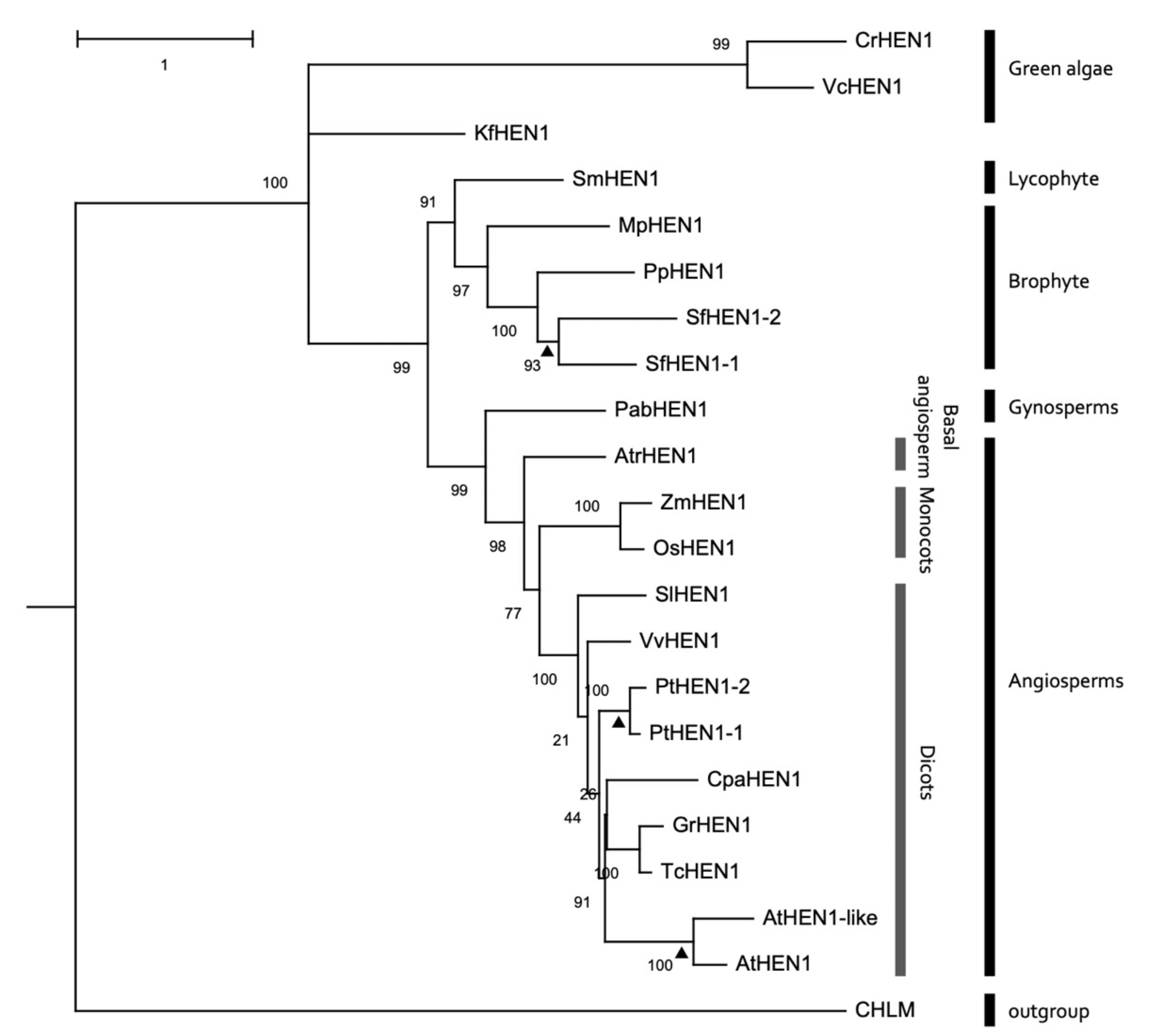Viruses 13 01837 g008