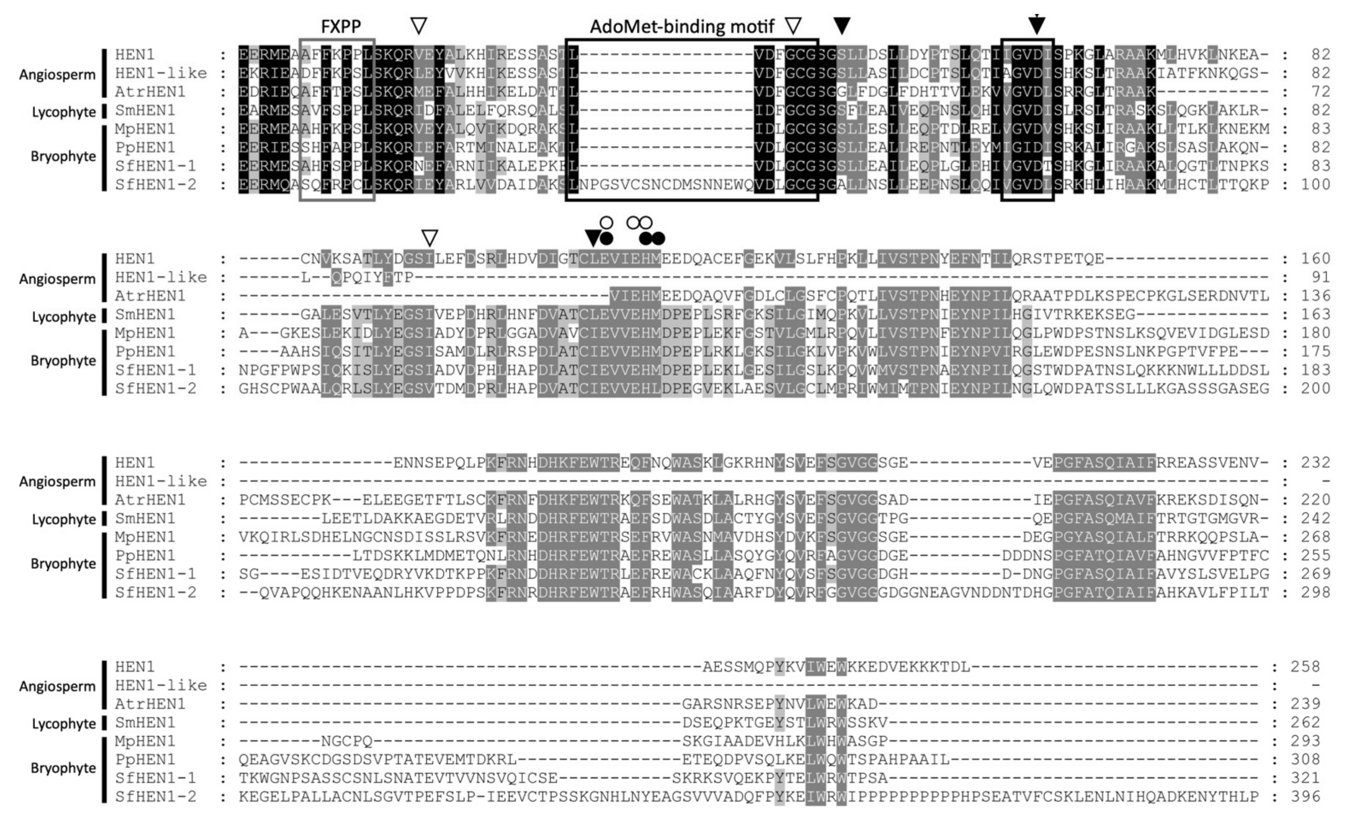 Viruses | Free Full-Text | Investigating the Suppressor HC-Pro Inhibiting Small RNA Methylation through Functional Comparison of HEN1 in Angiosperm and Bryophyte | HTML