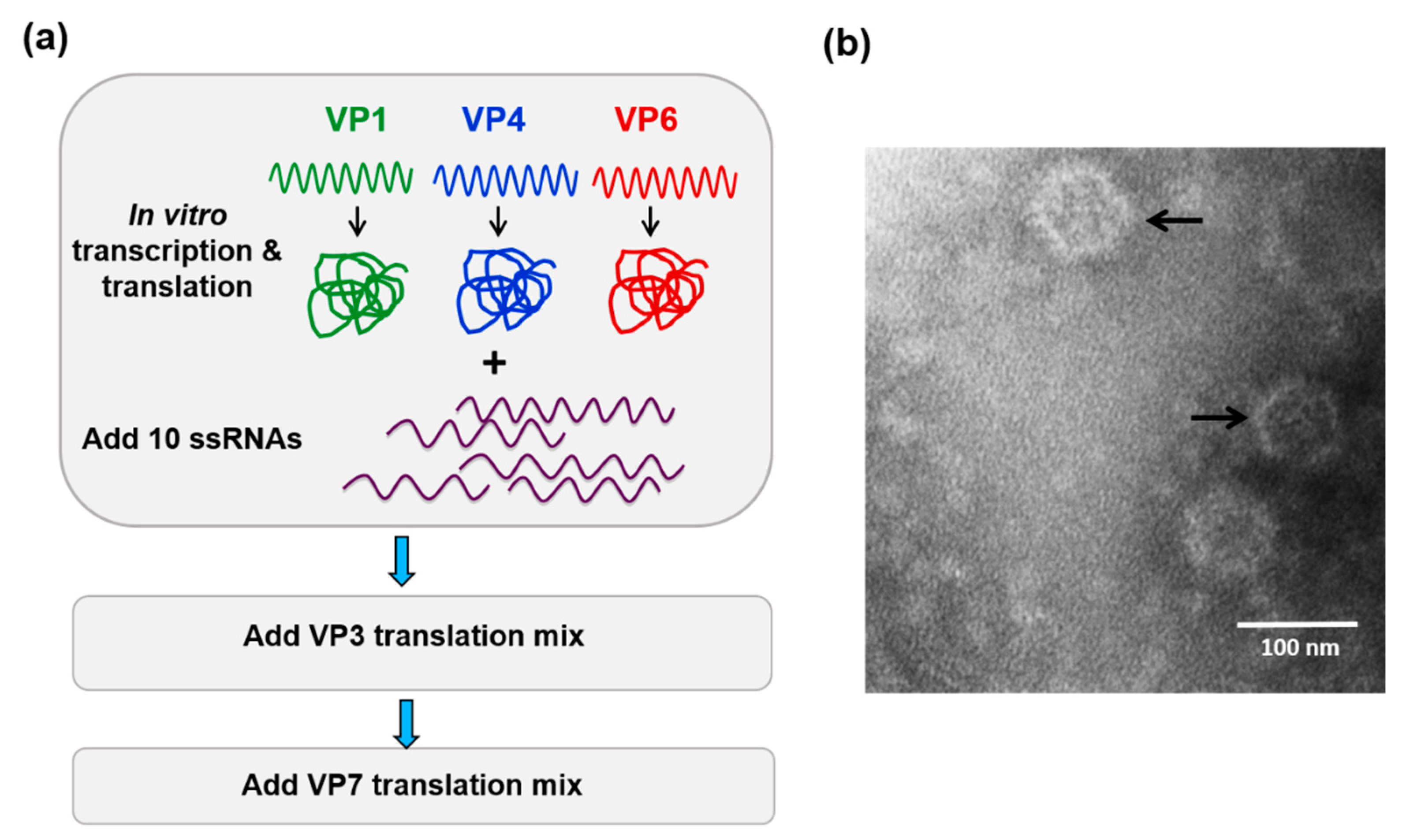 Viruses 13 01841 g002