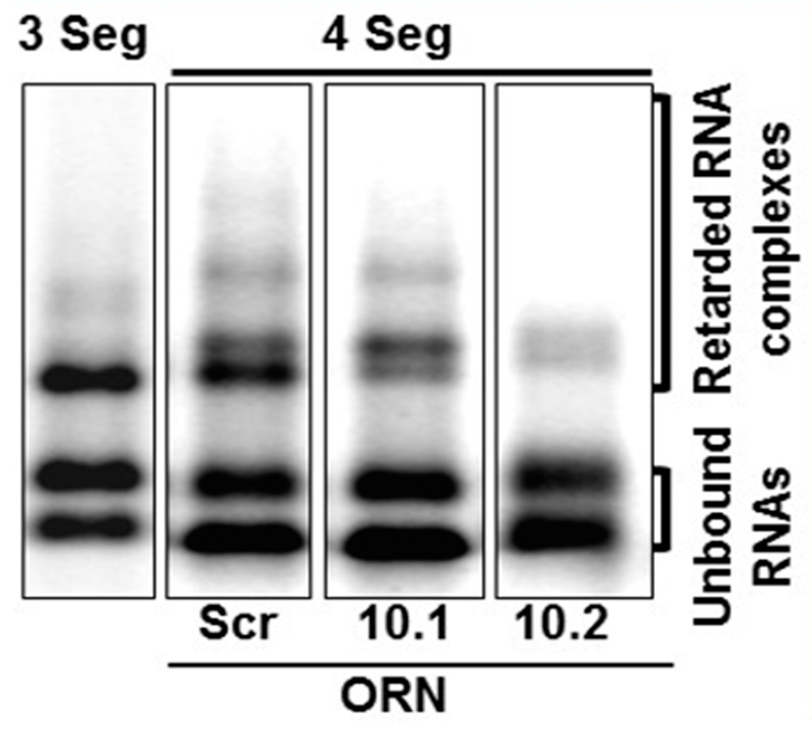 Viruses 13 01841 g006