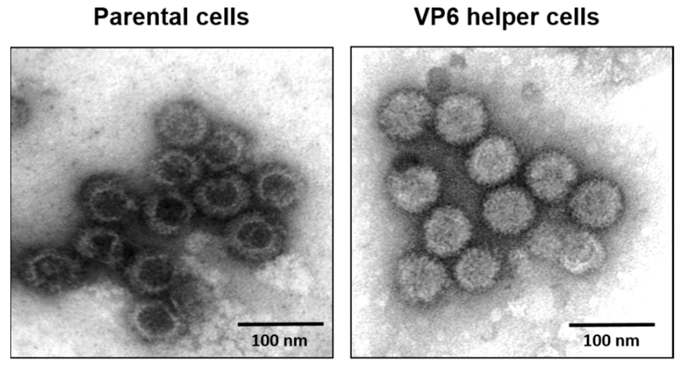 Viruses 13 01841 g008