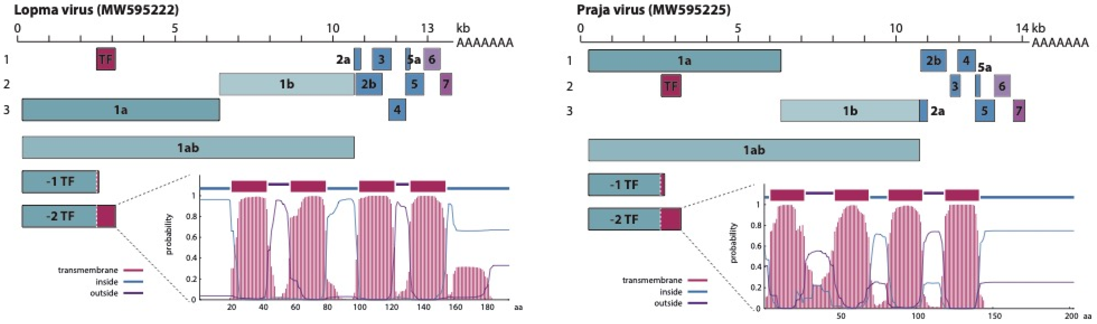 Viruses 13 01842 g001
