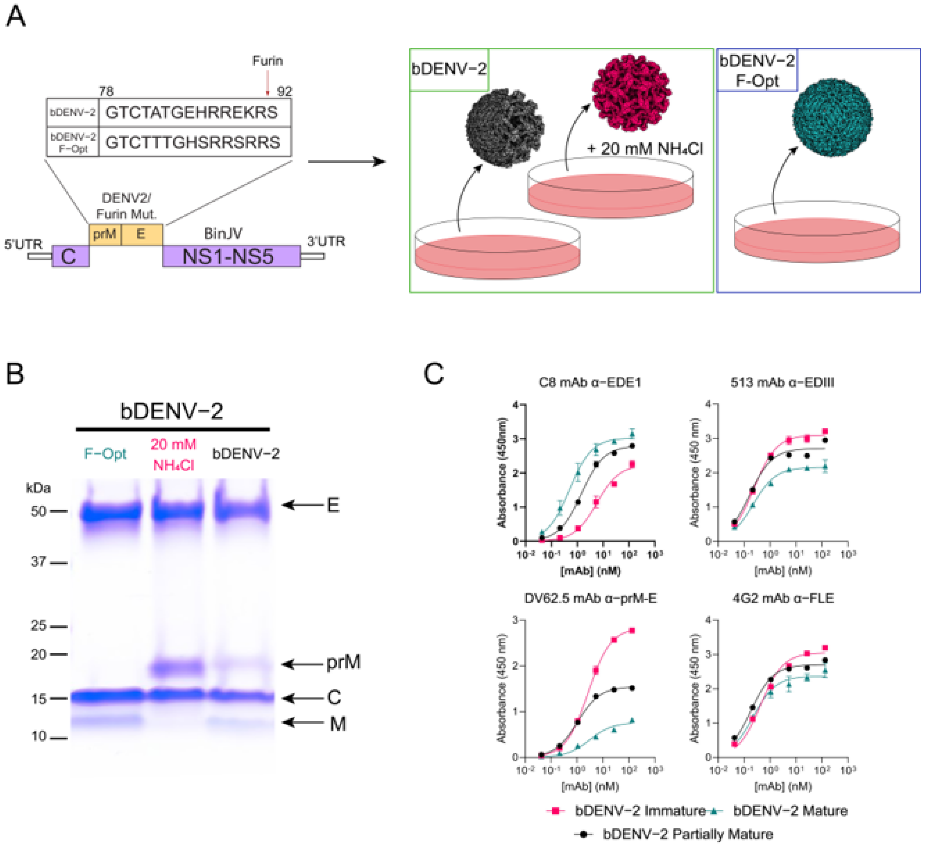 Viruses 13 01843 g001