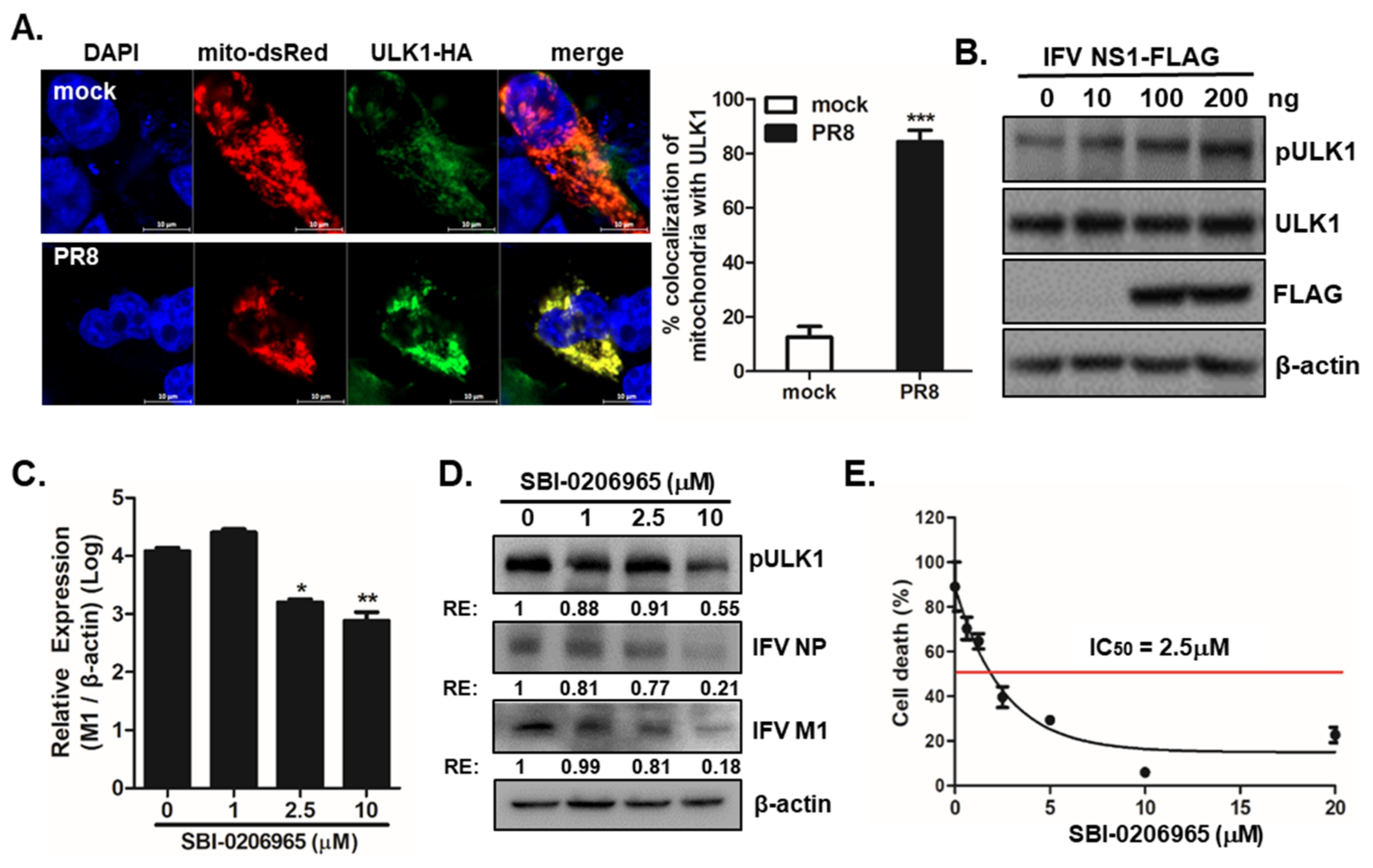 Viruses 13 01845 g004 550