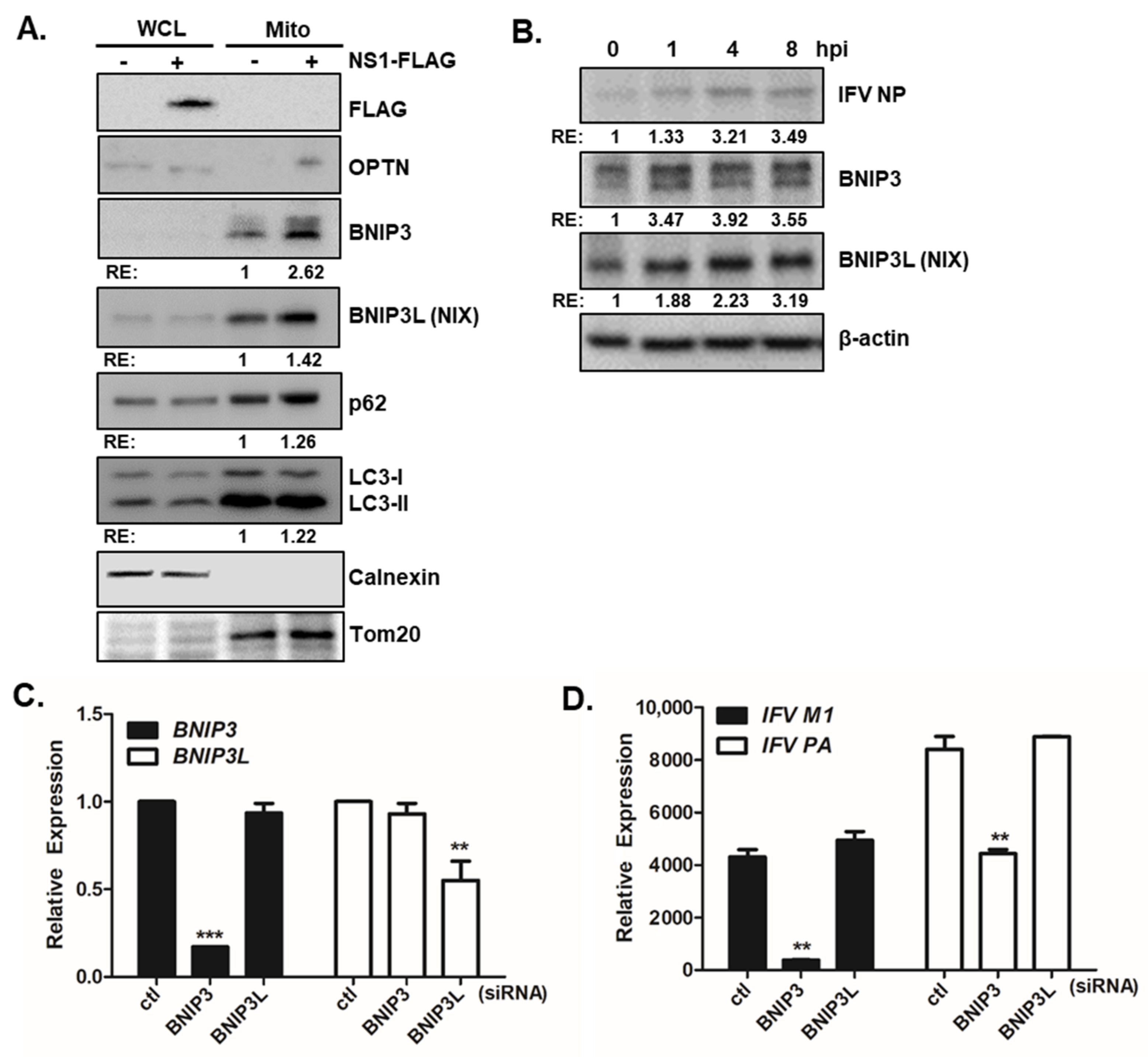 Viruses 13 01845 g005 550