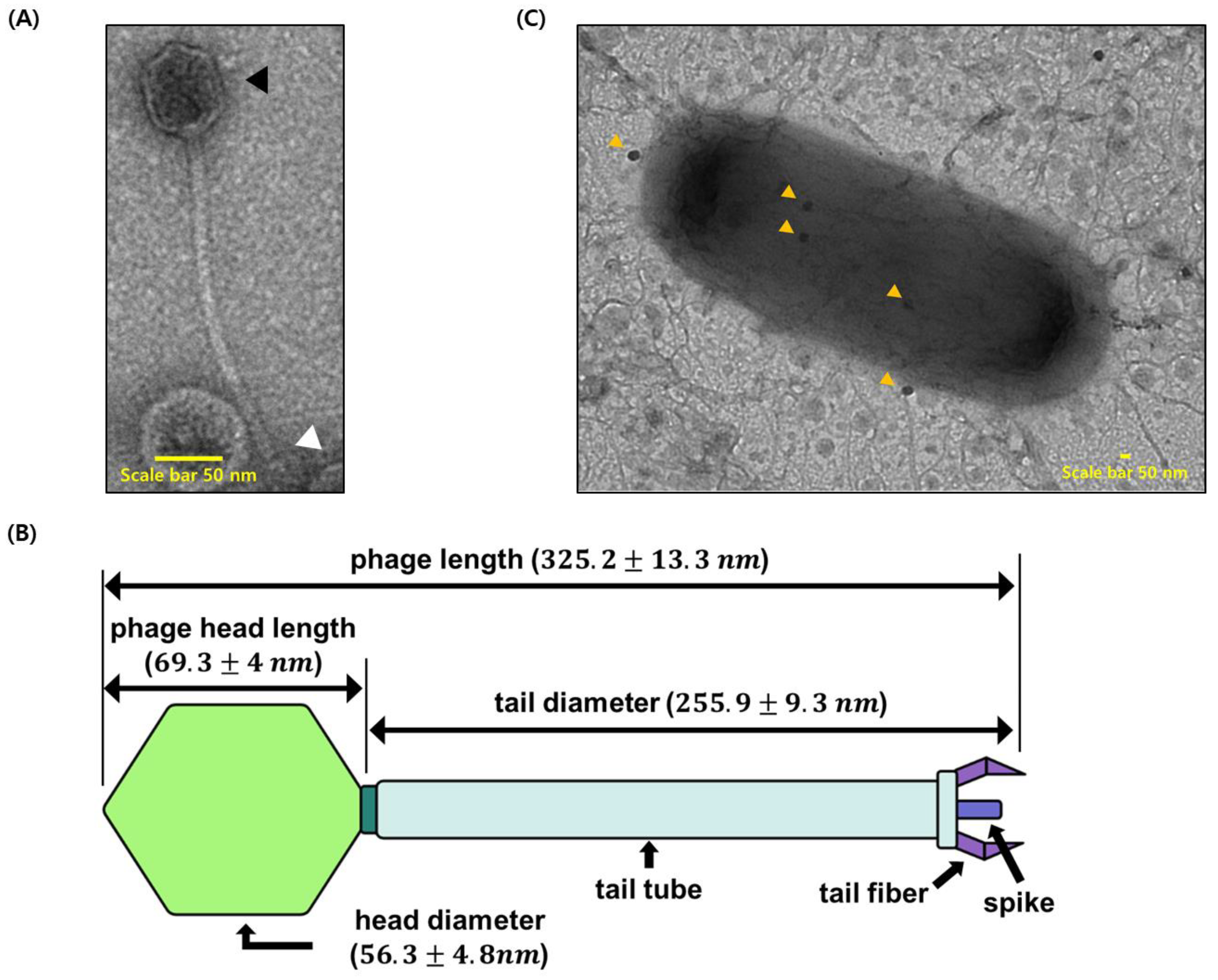 Viruses 13 01848 g002
