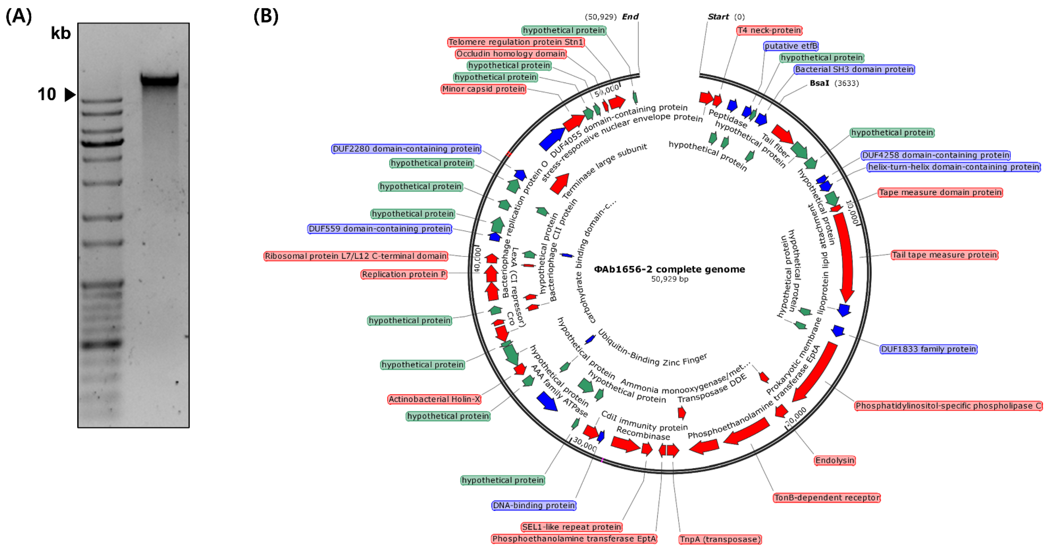Viruses 13 01848 g003