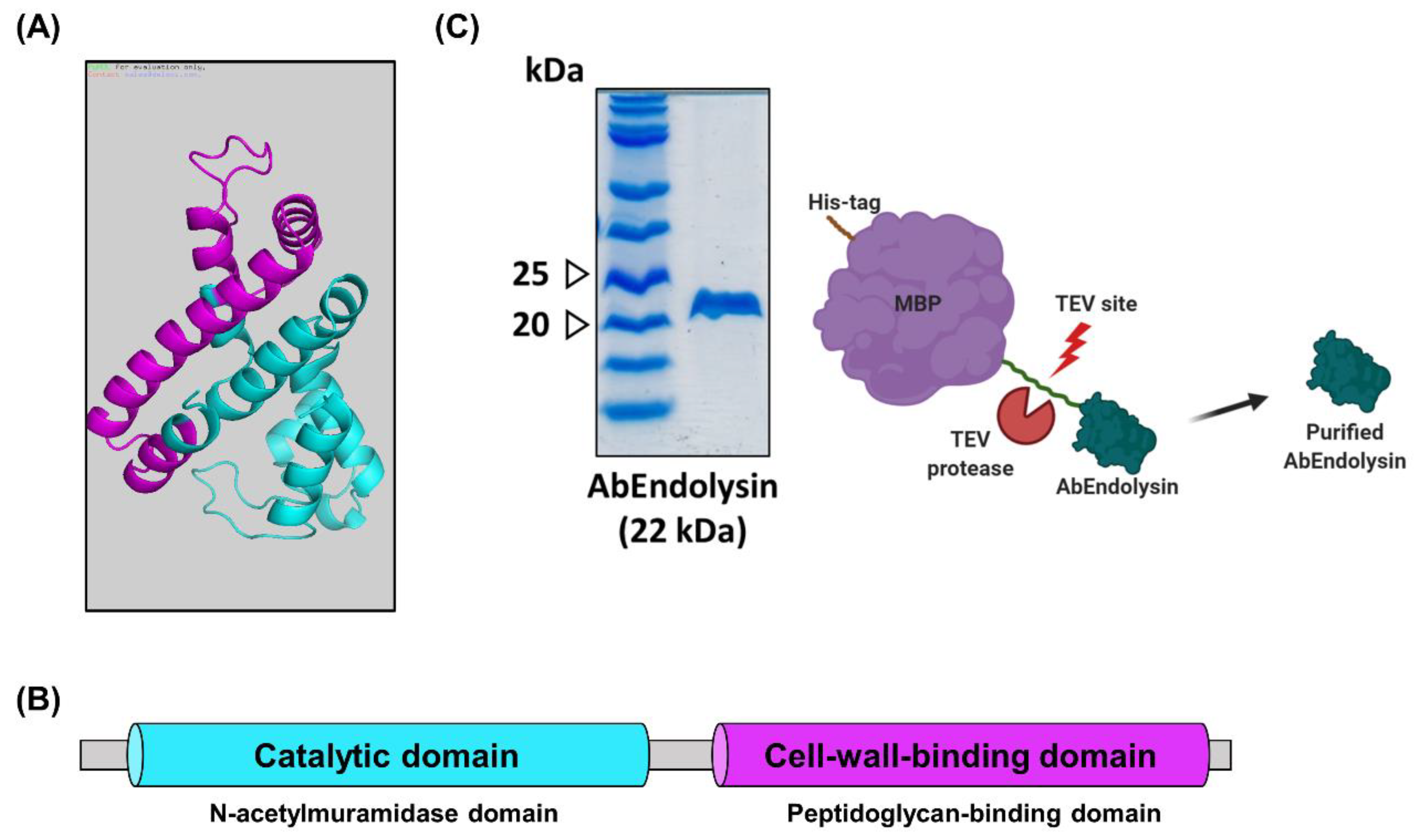 Viruses 13 01848 g004