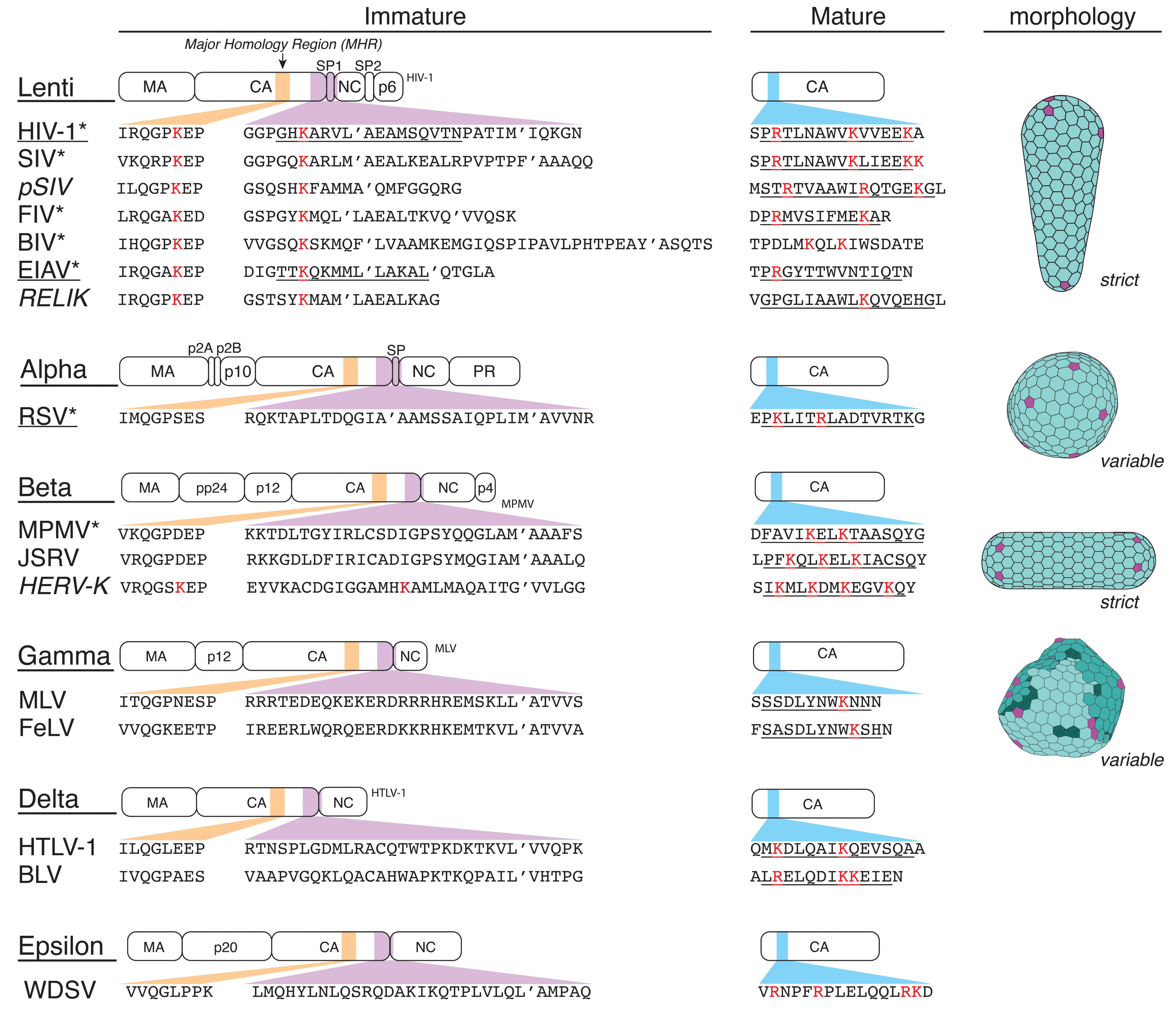 Viruses 13 01853 g003 550