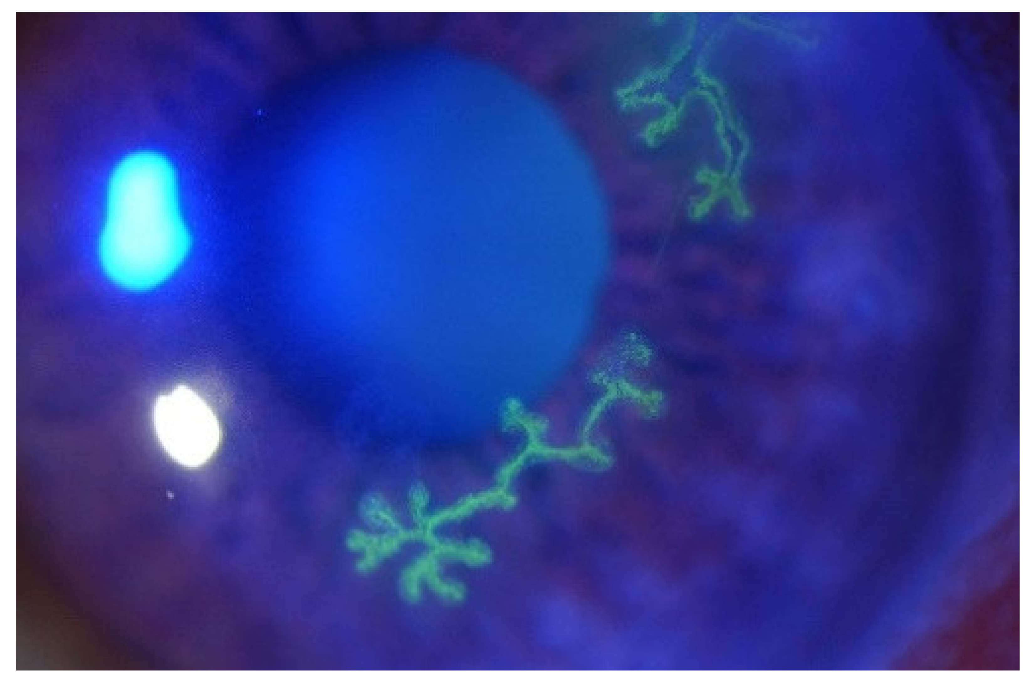 Viruses 13 01856 g001 Viruses 13 01856 g001