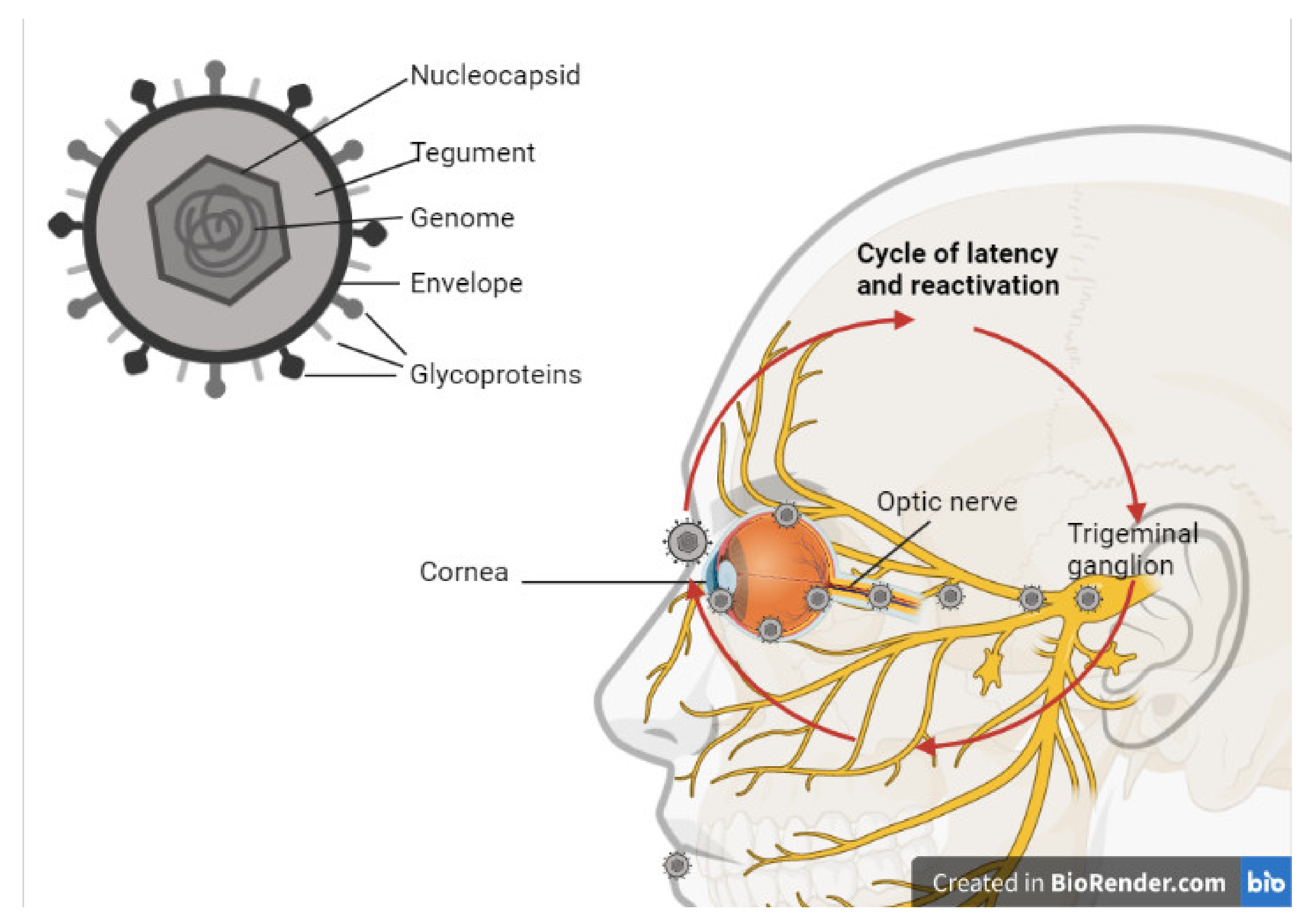 Viruses 13 01856 g002 Viruses 13 01856 g002