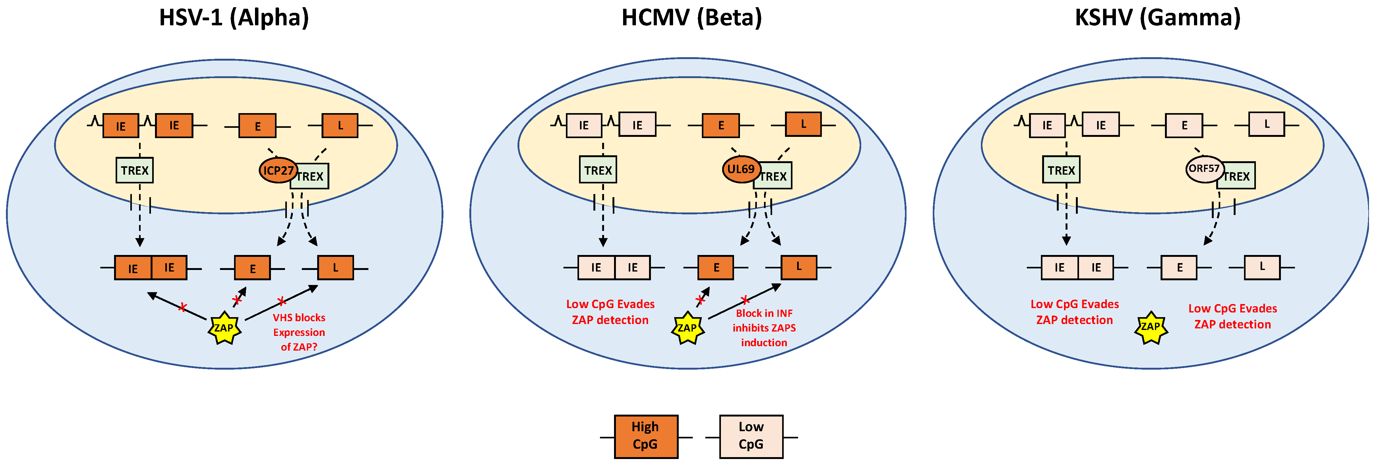 Viruses 13 01857 g003