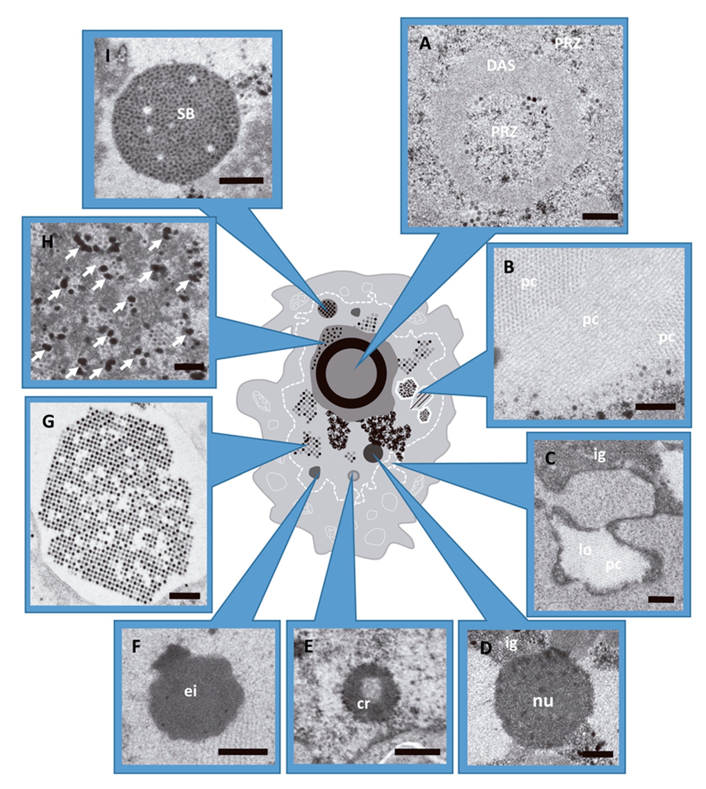 Studying Virus Replication with Fluorescence Microscopy