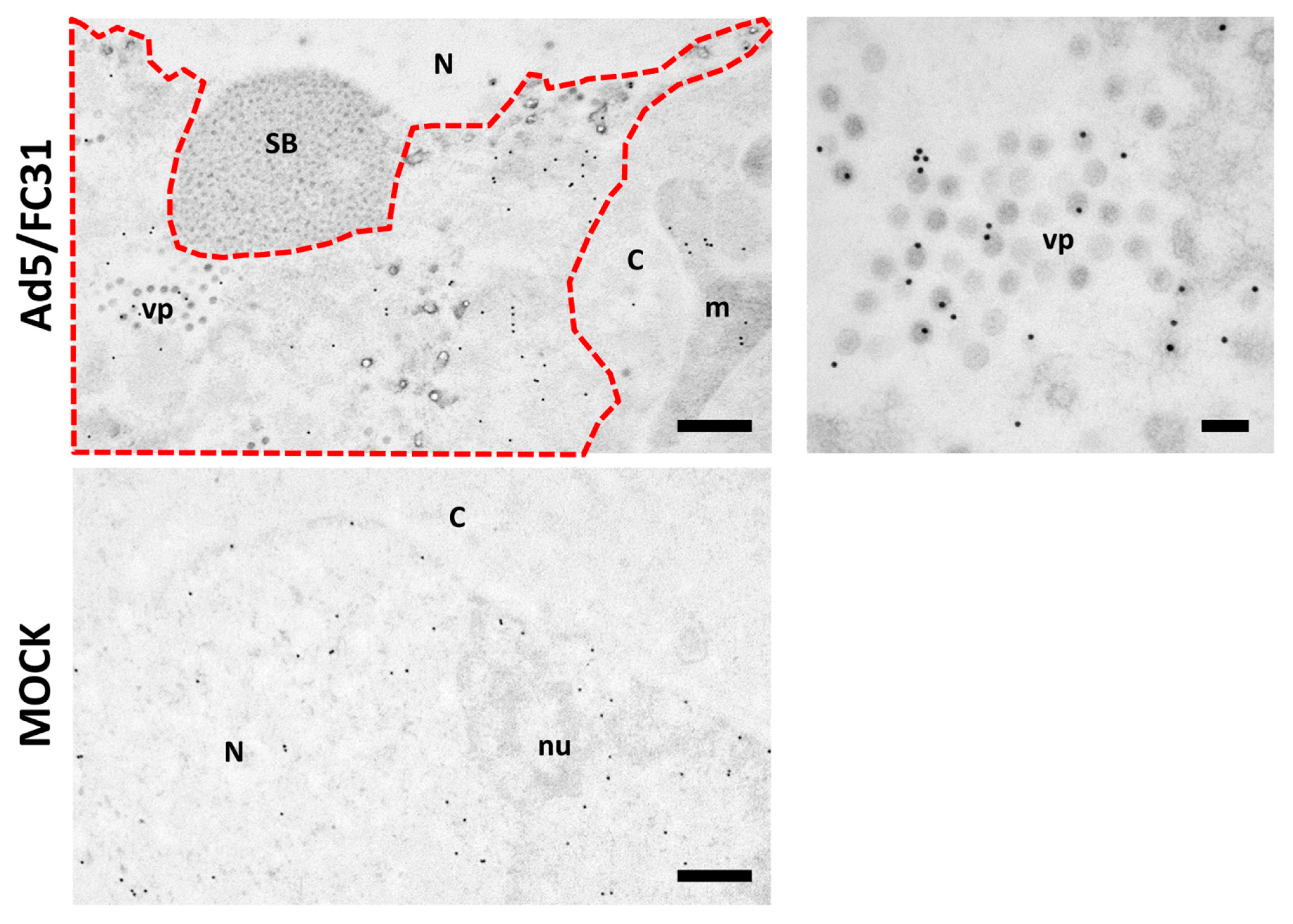 Viruses 13 01863 g008 Viruses 13 01863 g008