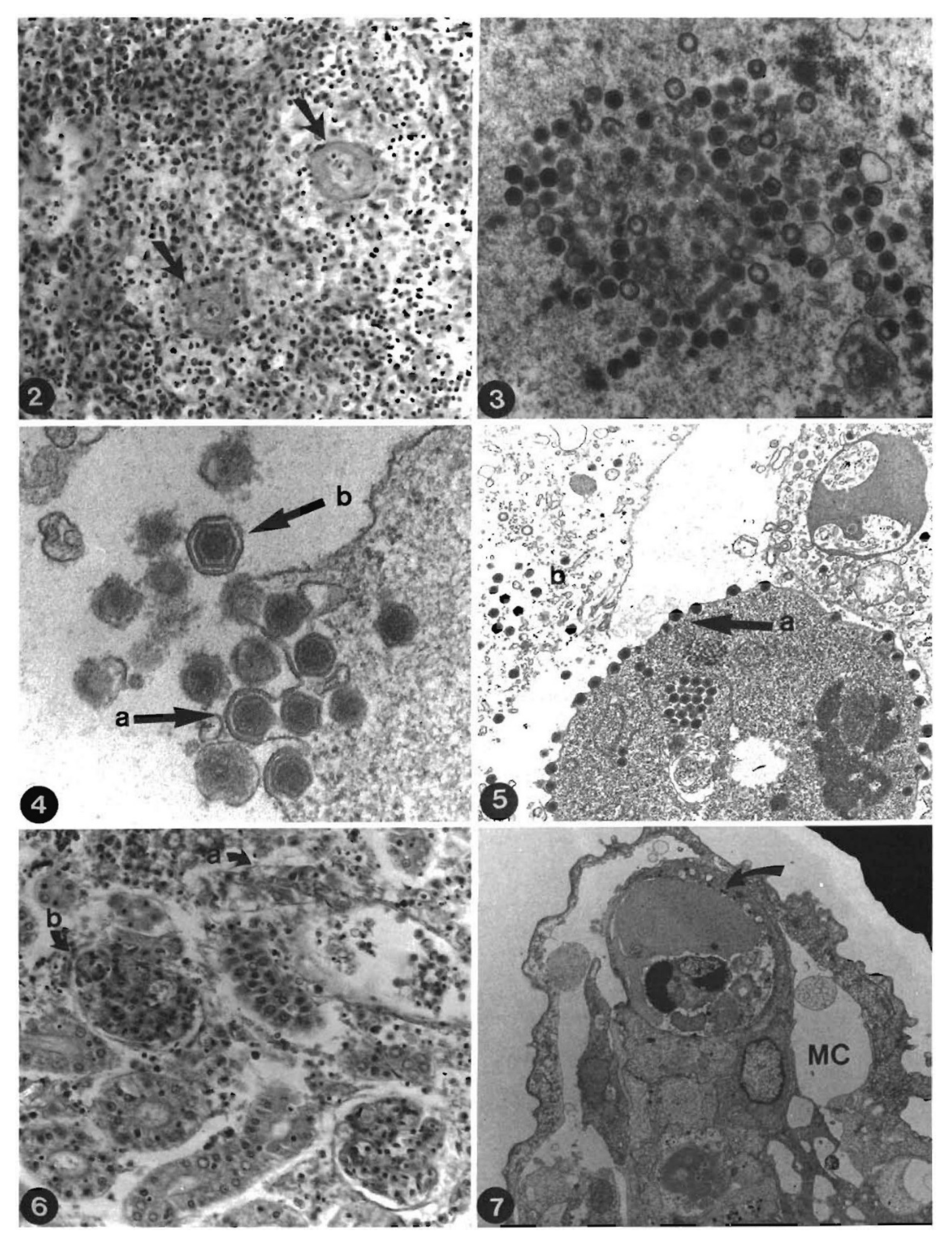Viruses 13 01865 g002 Viruses 13 01865 g002
