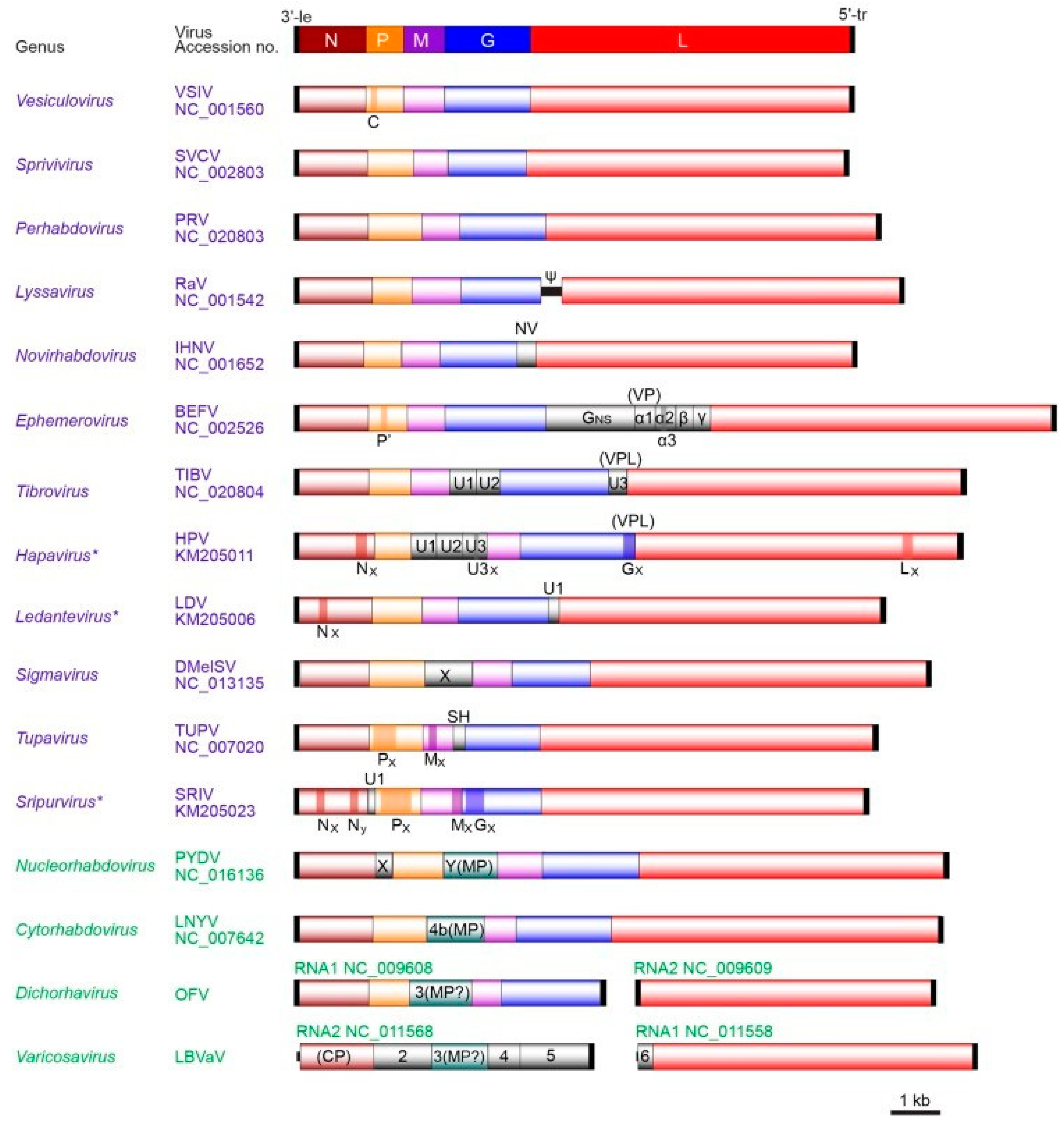 Viruses 13 01865 g003 Viruses 13 01865 g003