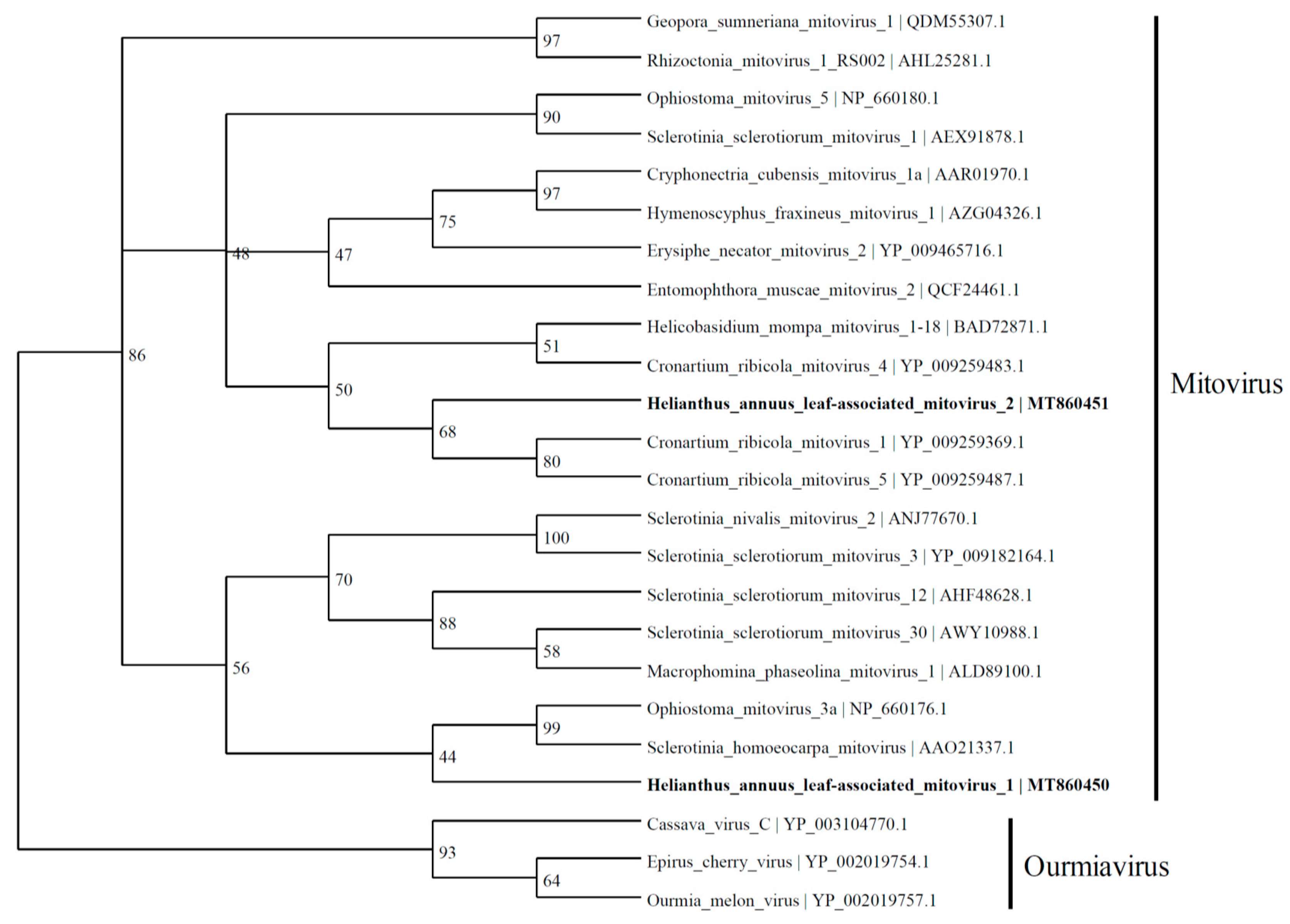 Viruses 13 01867 g003