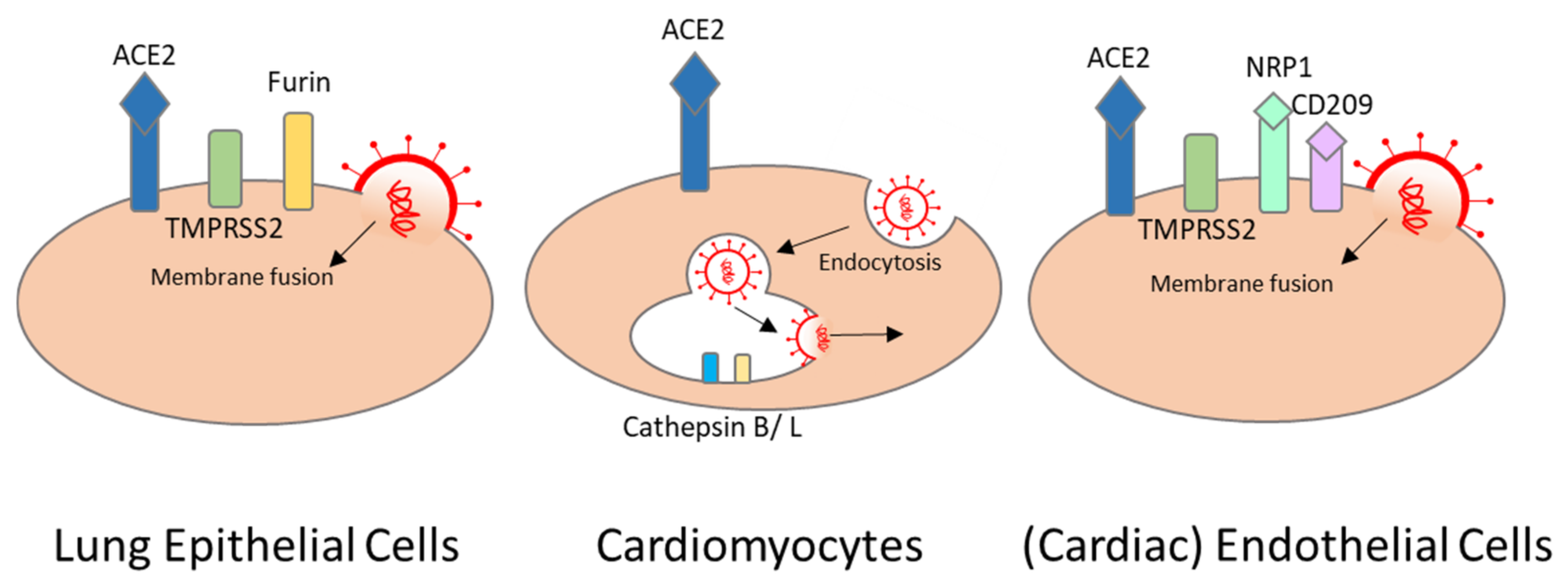 Viruses 13 01880 g002
