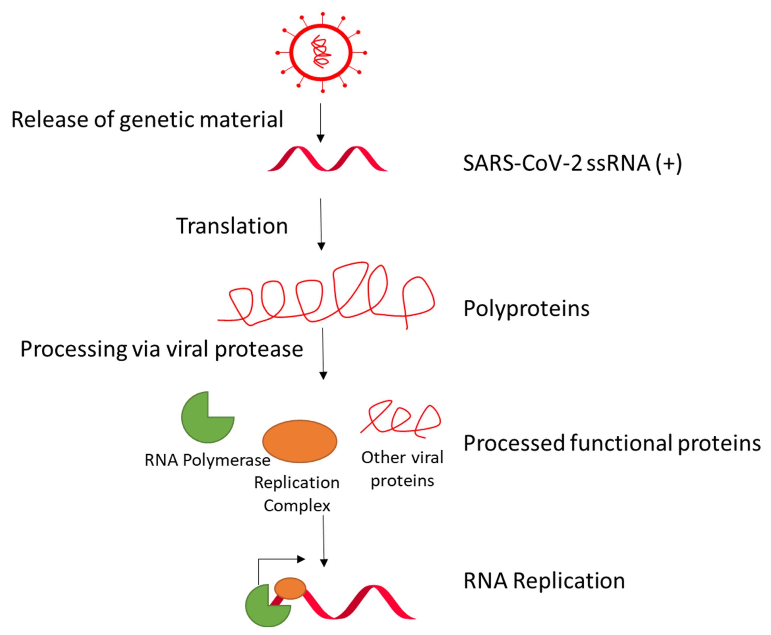 Viruses 13 01880 g003