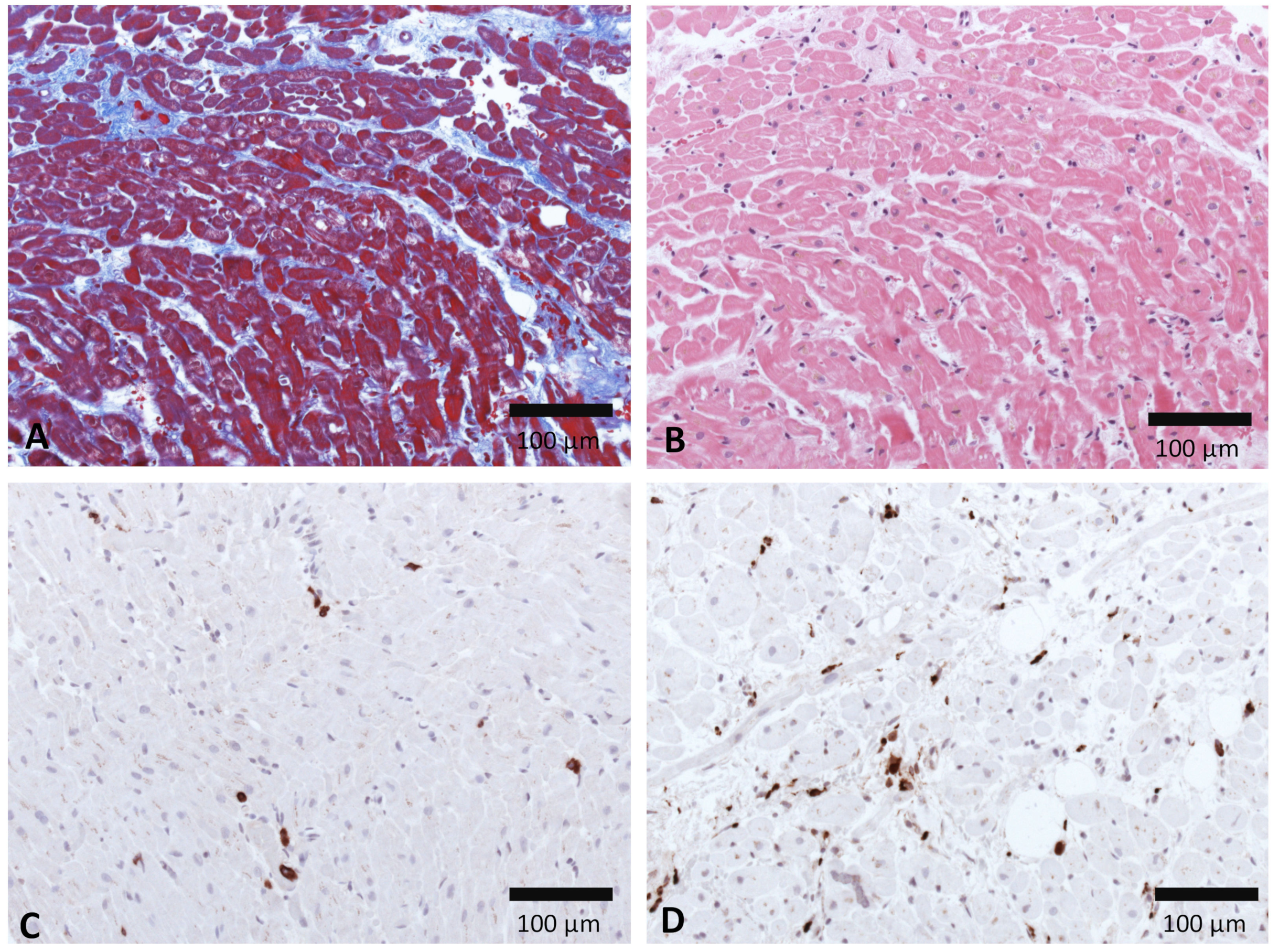 Viruses 13 01880 g005