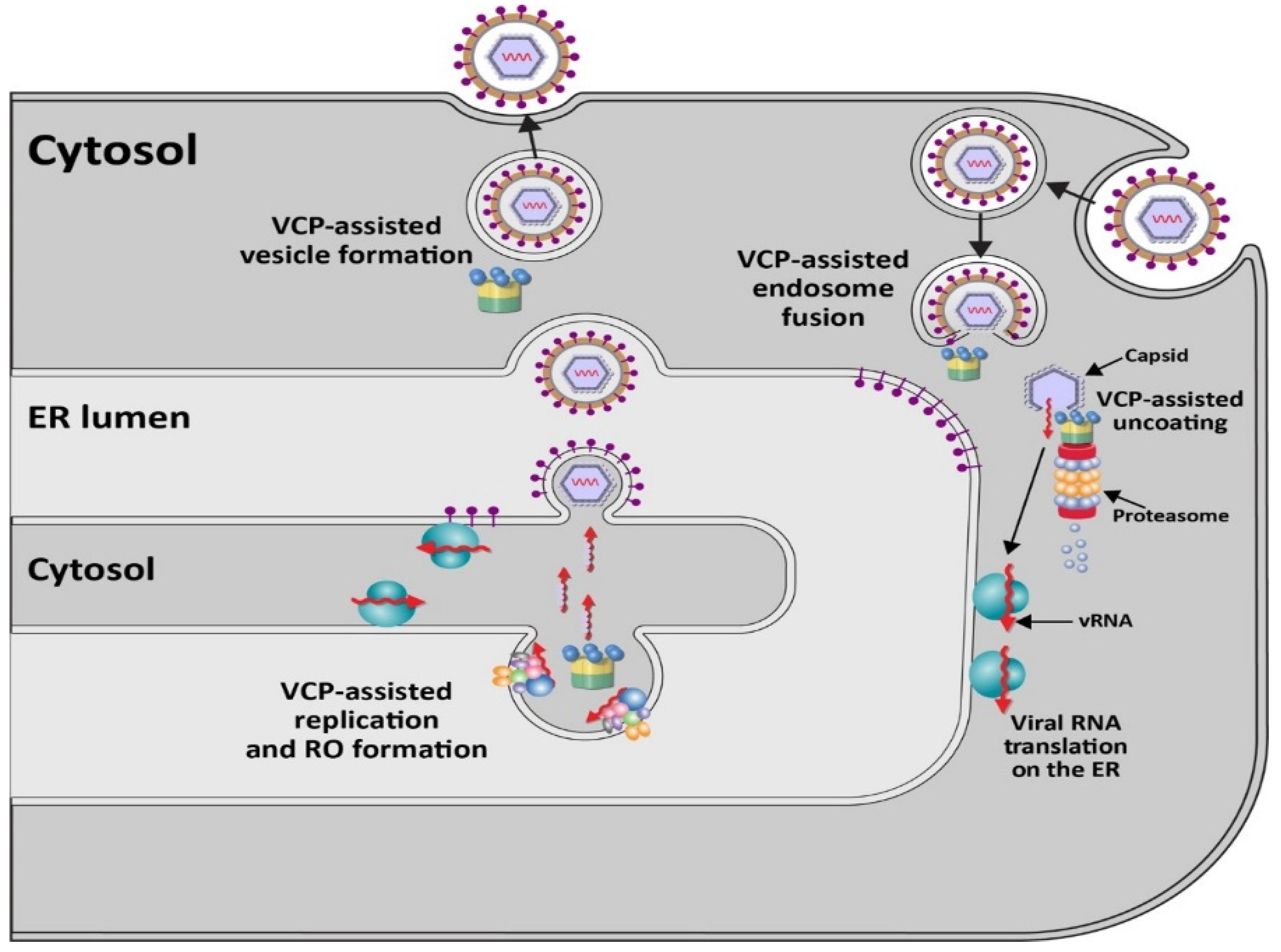 Viruses 13 01881 g002 Viruses 13 01881 g002