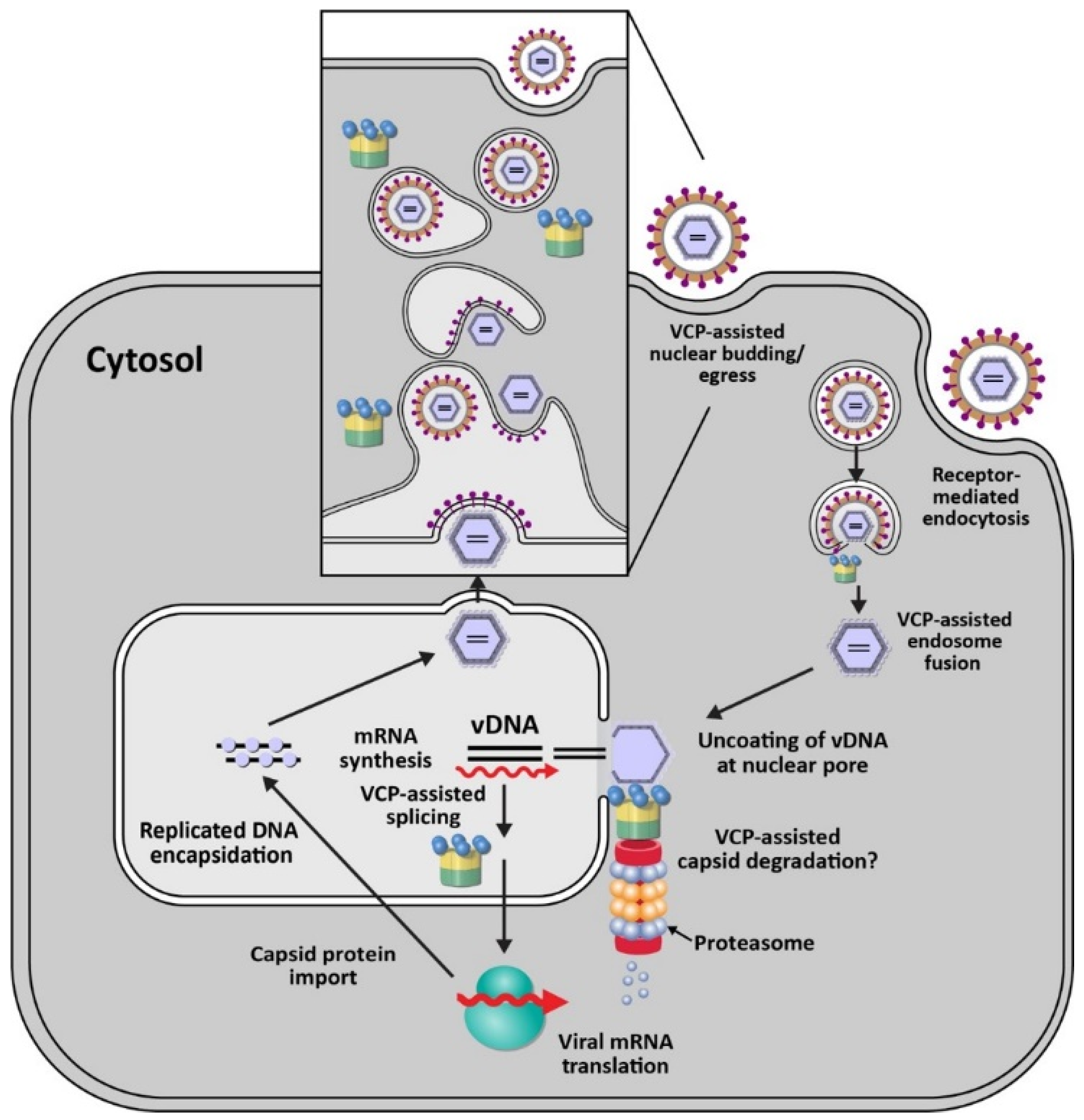 Viruses 13 01881 g003 Viruses 13 01881 g003