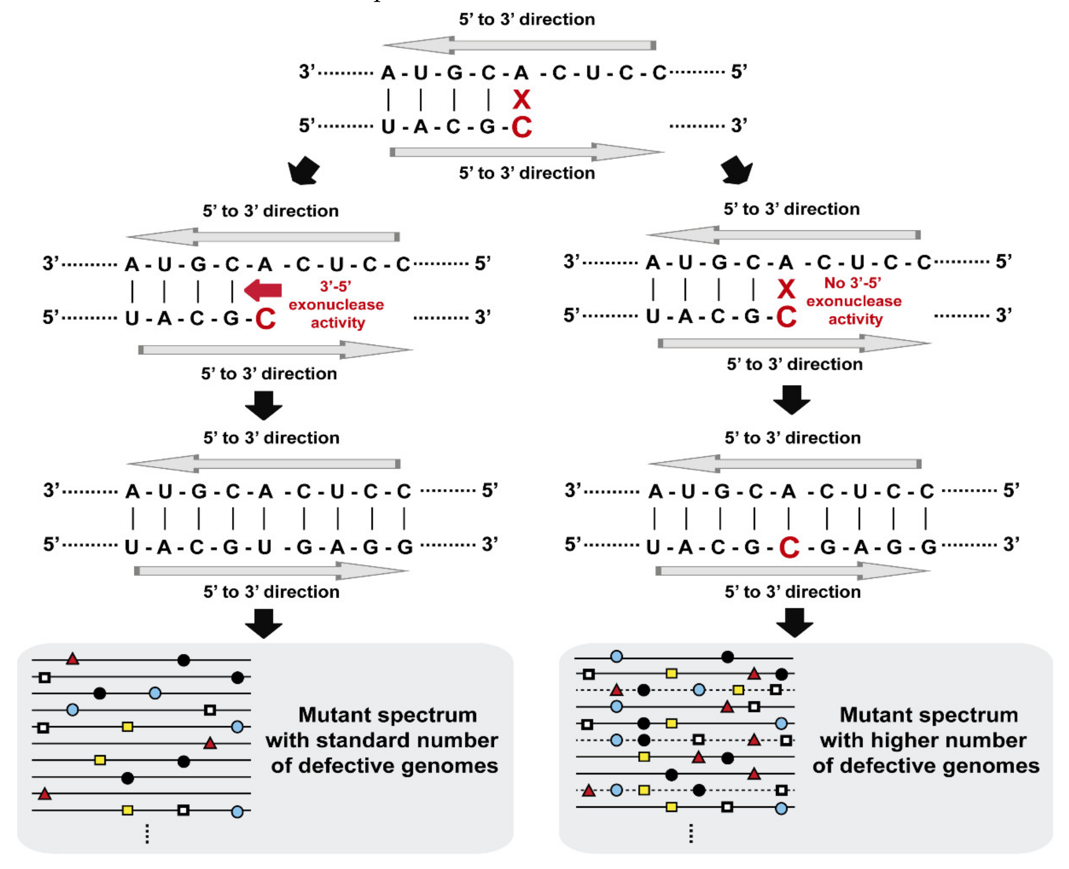 Viruses 13 01882 g002 Viruses 13 01882 g002