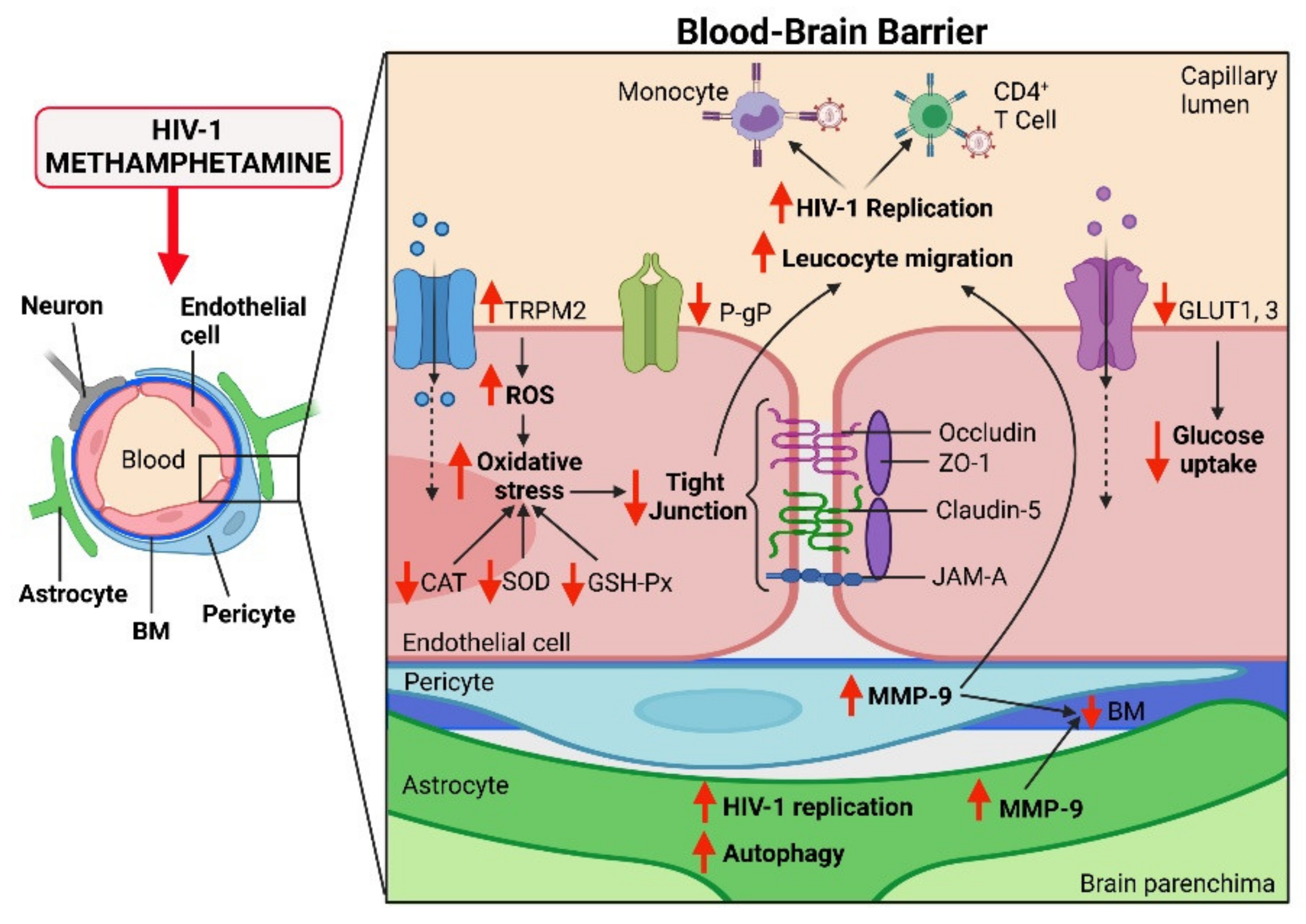 Viruses 13 01883 g002 Viruses 13 01883 g002