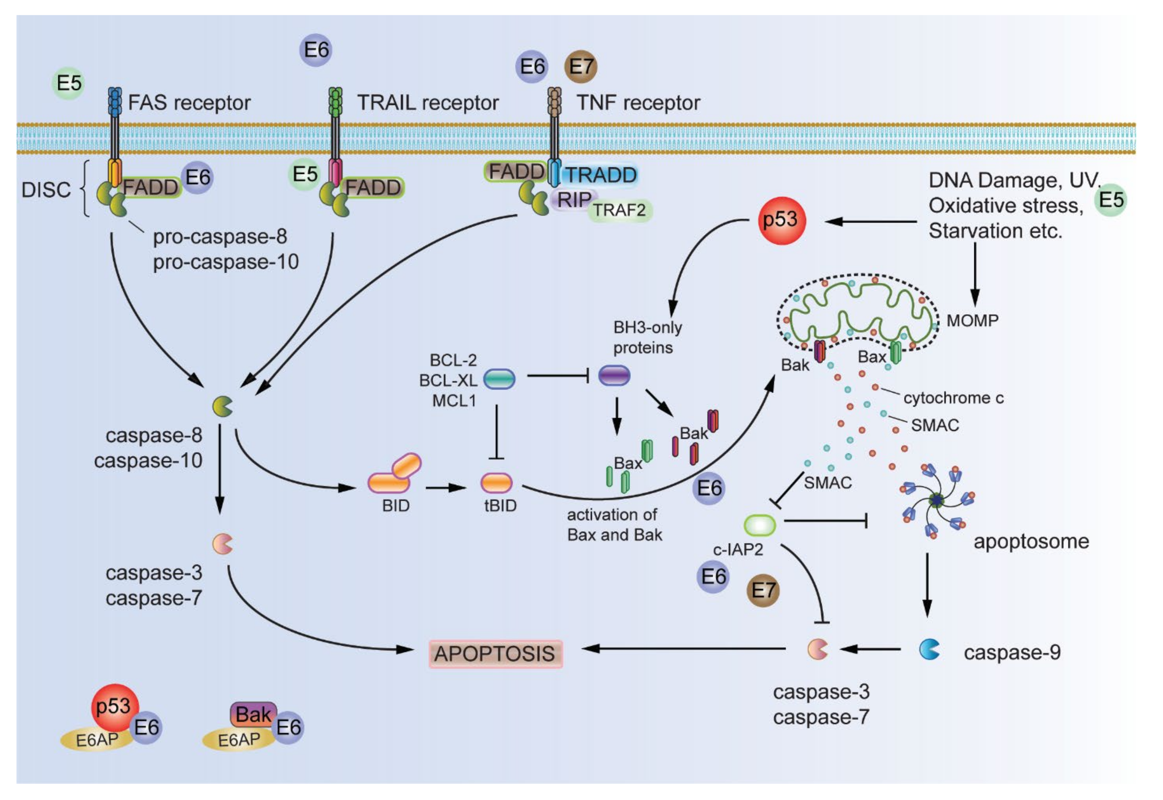 Viruses 13 01892 g005 Viruses 13 01892 g005