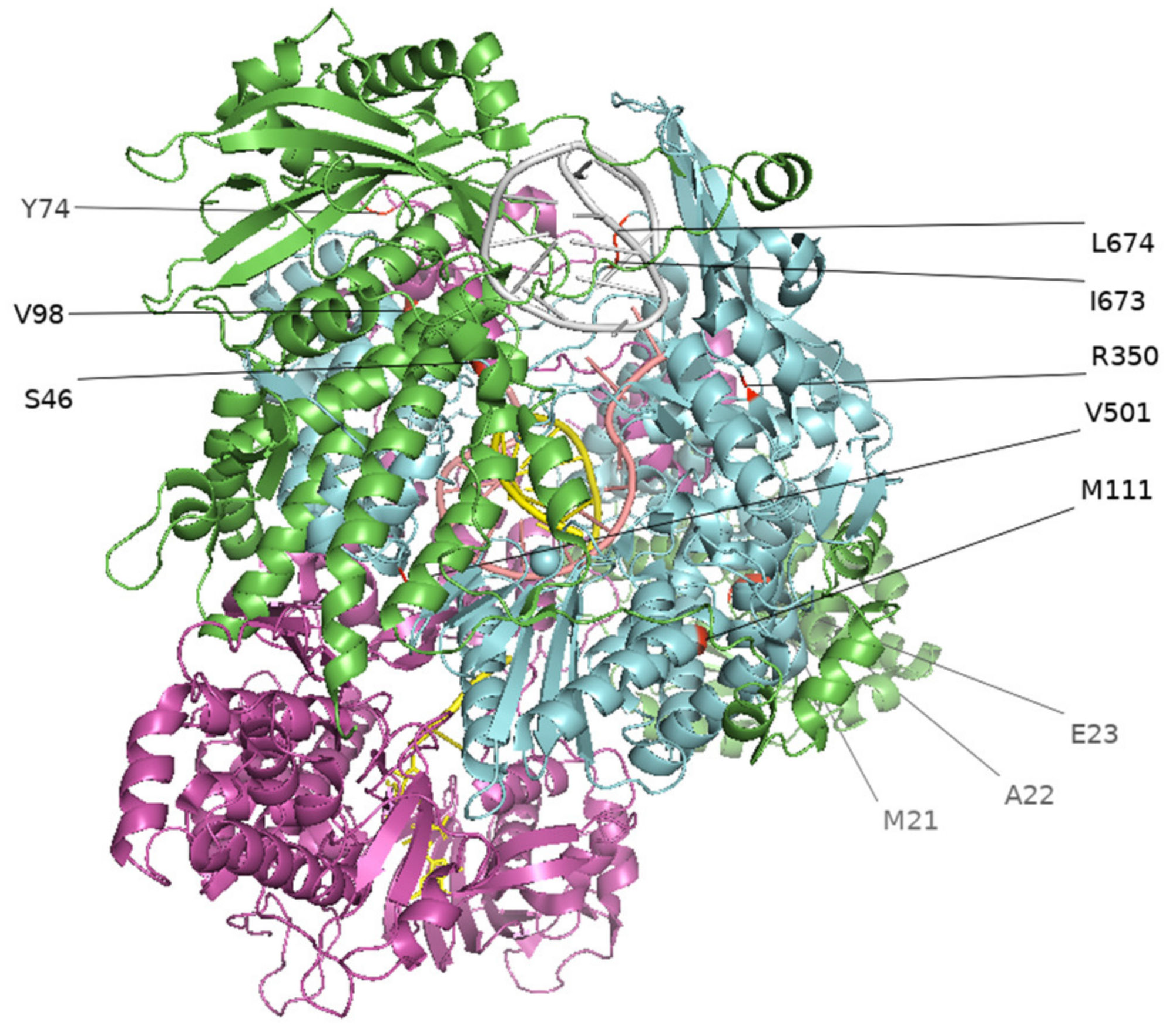 Viruses 13 01896 g001