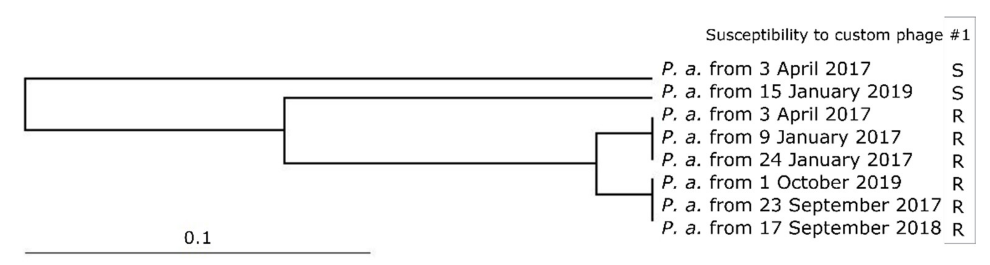 Viruses 13 01901 g002 550