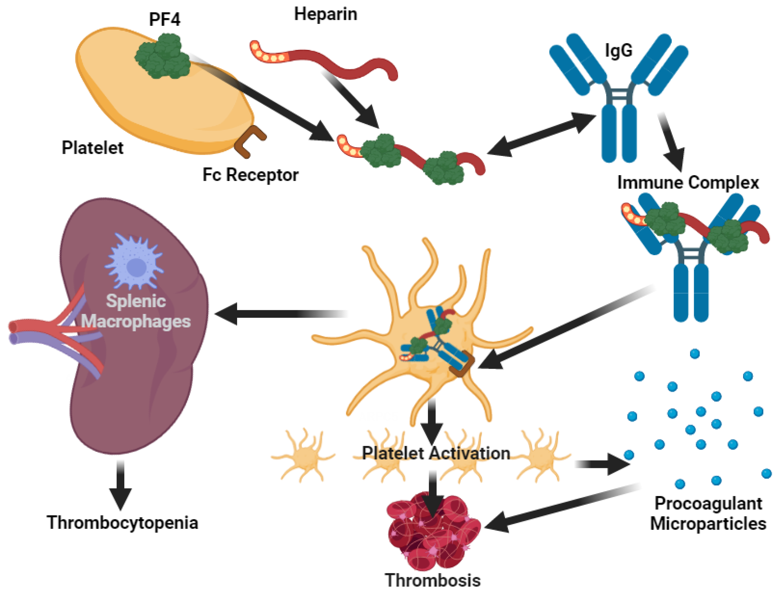Viruses 13 01904 g003