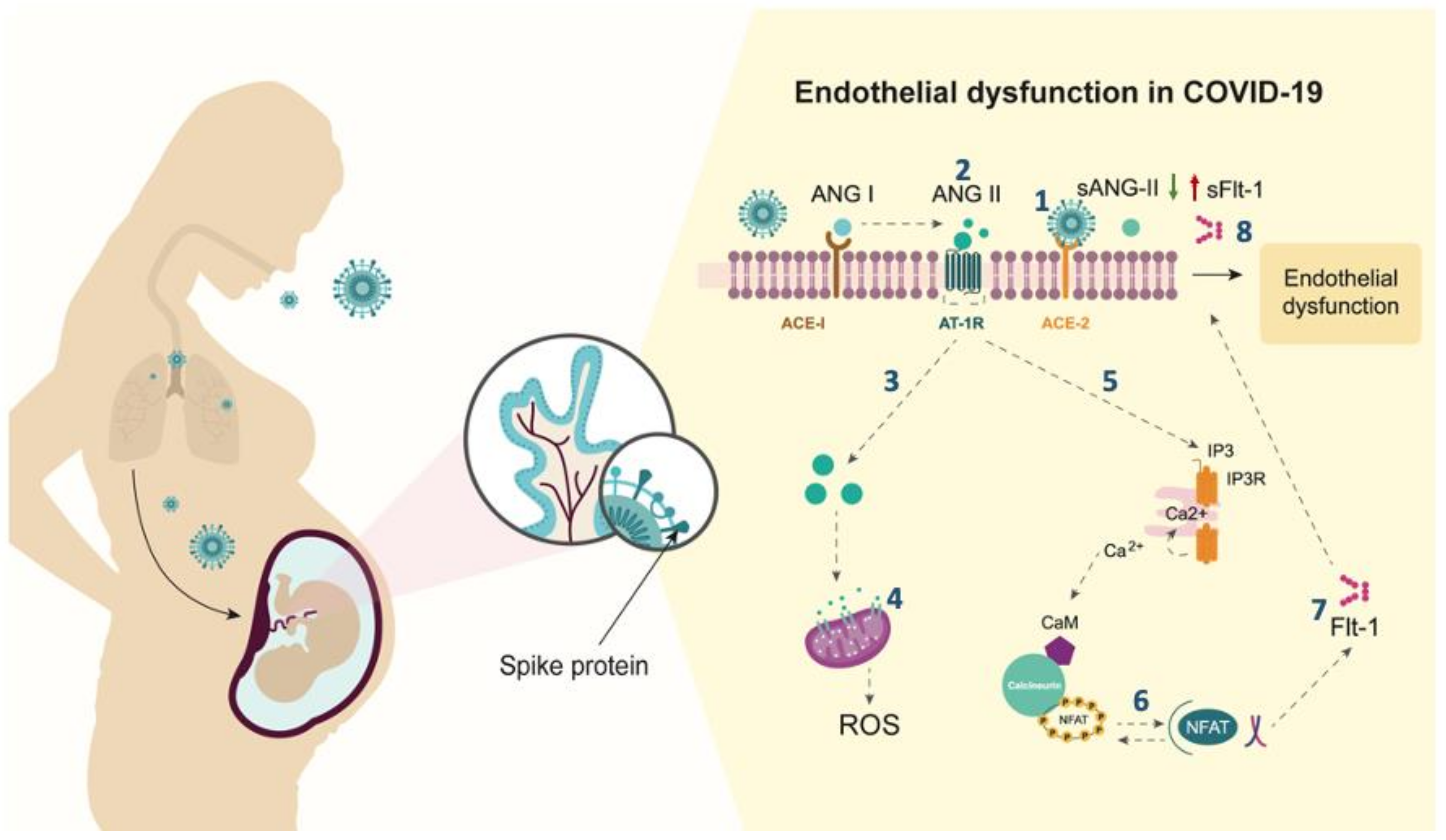 Viruses 13 01906 g003