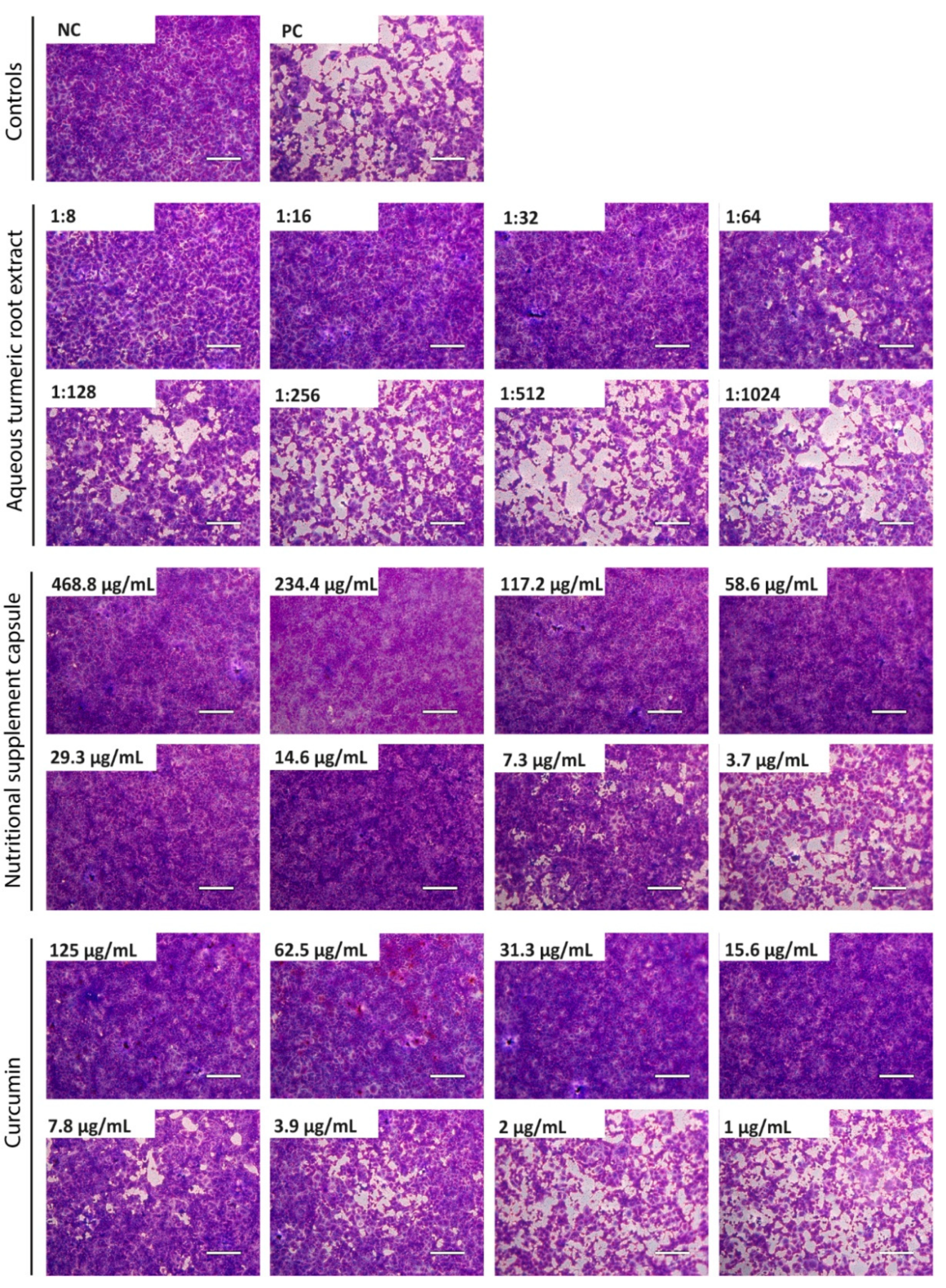 Viruses 13 01914 g001