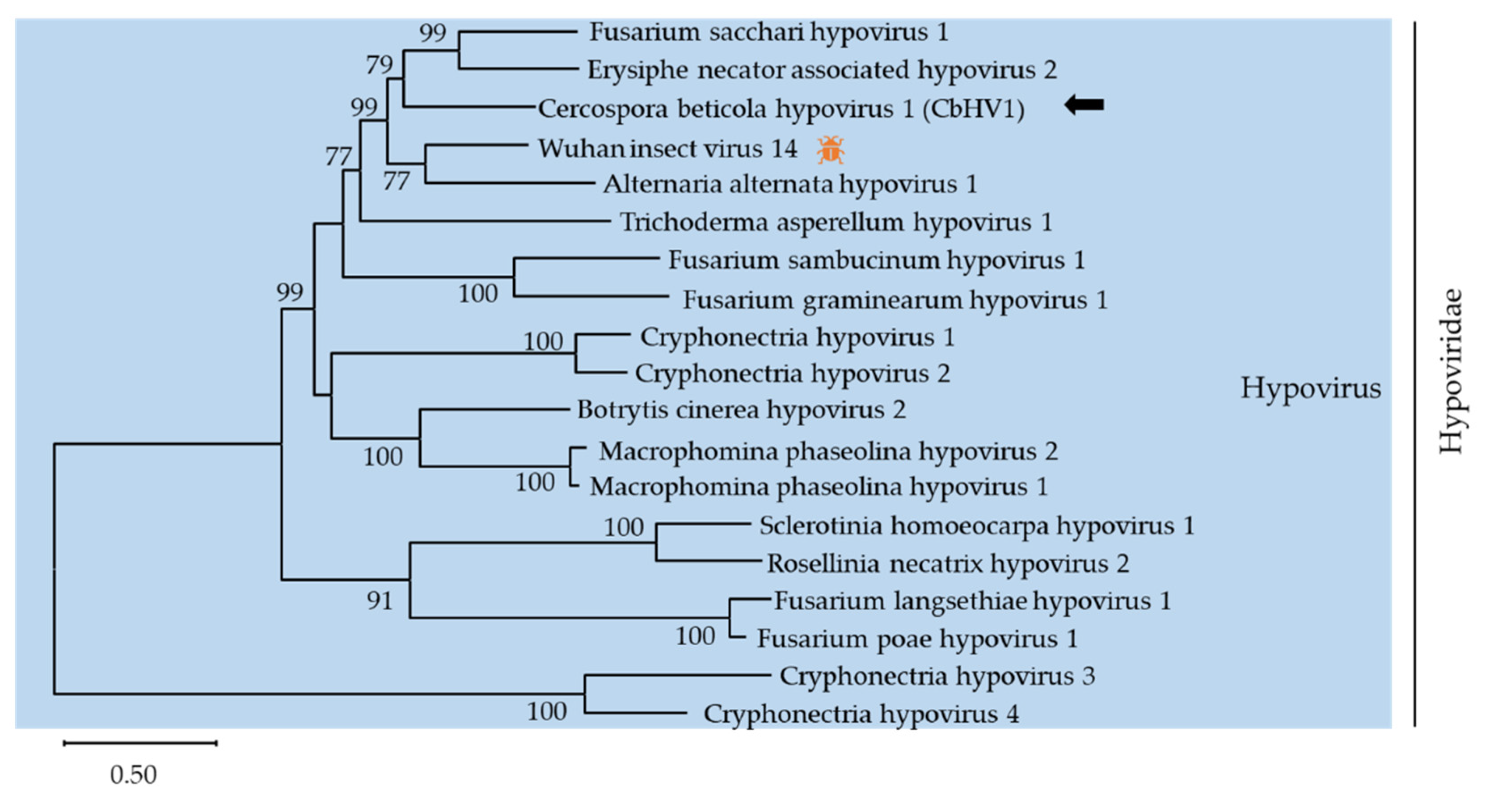 Viruses 13 01915 g003