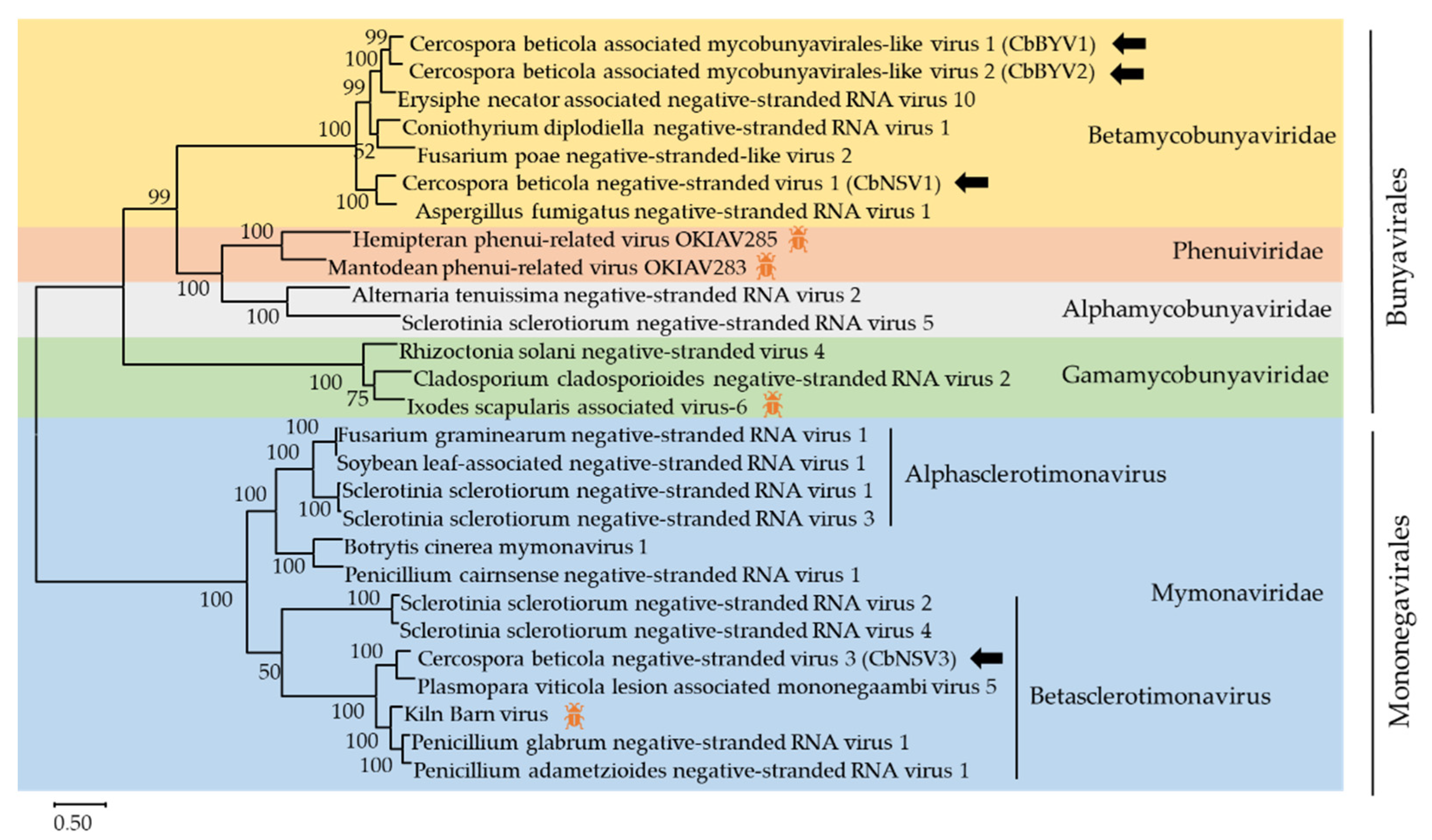 Viruses 13 01915 g006