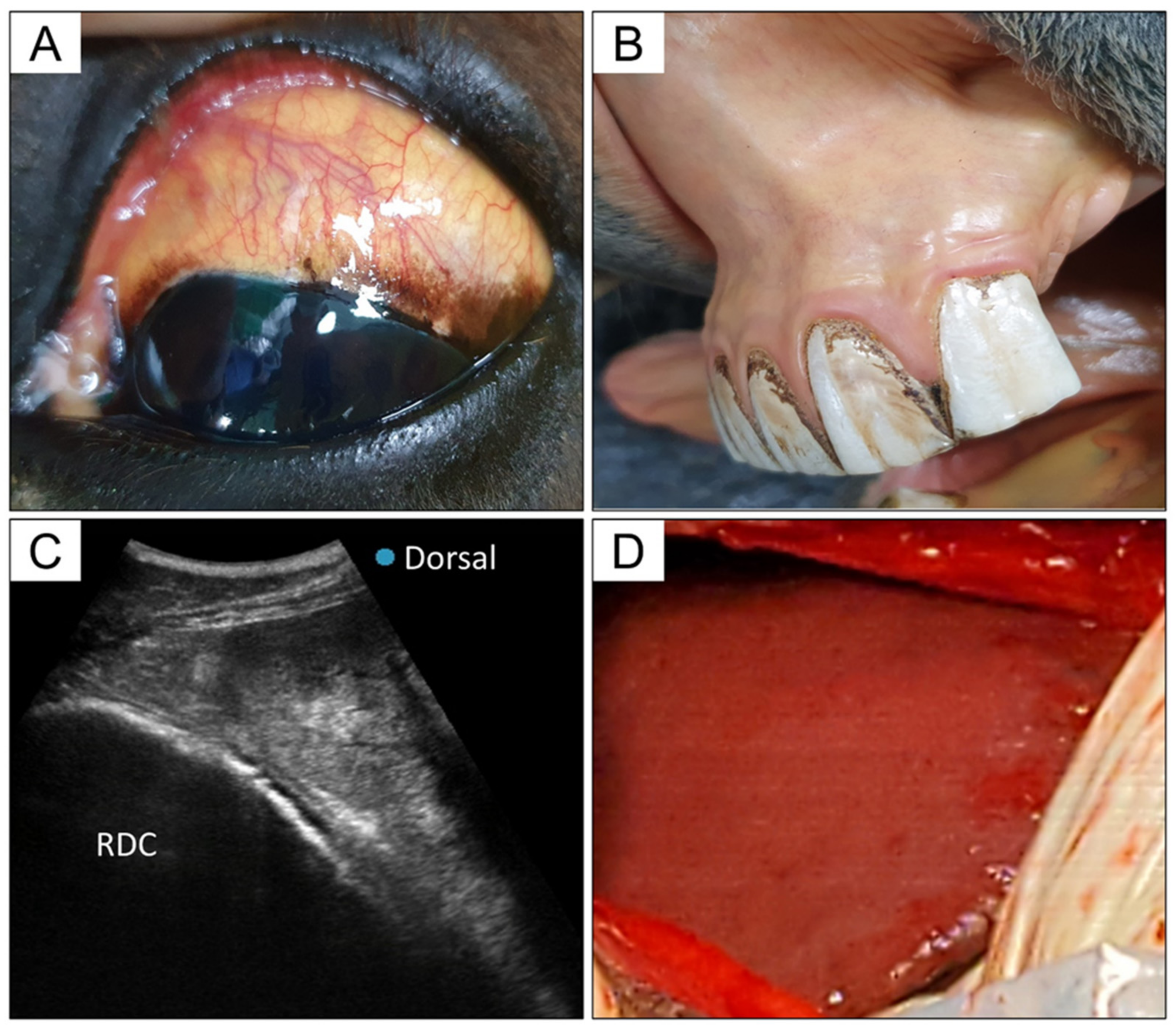 Viruses 13 01917 g001 550