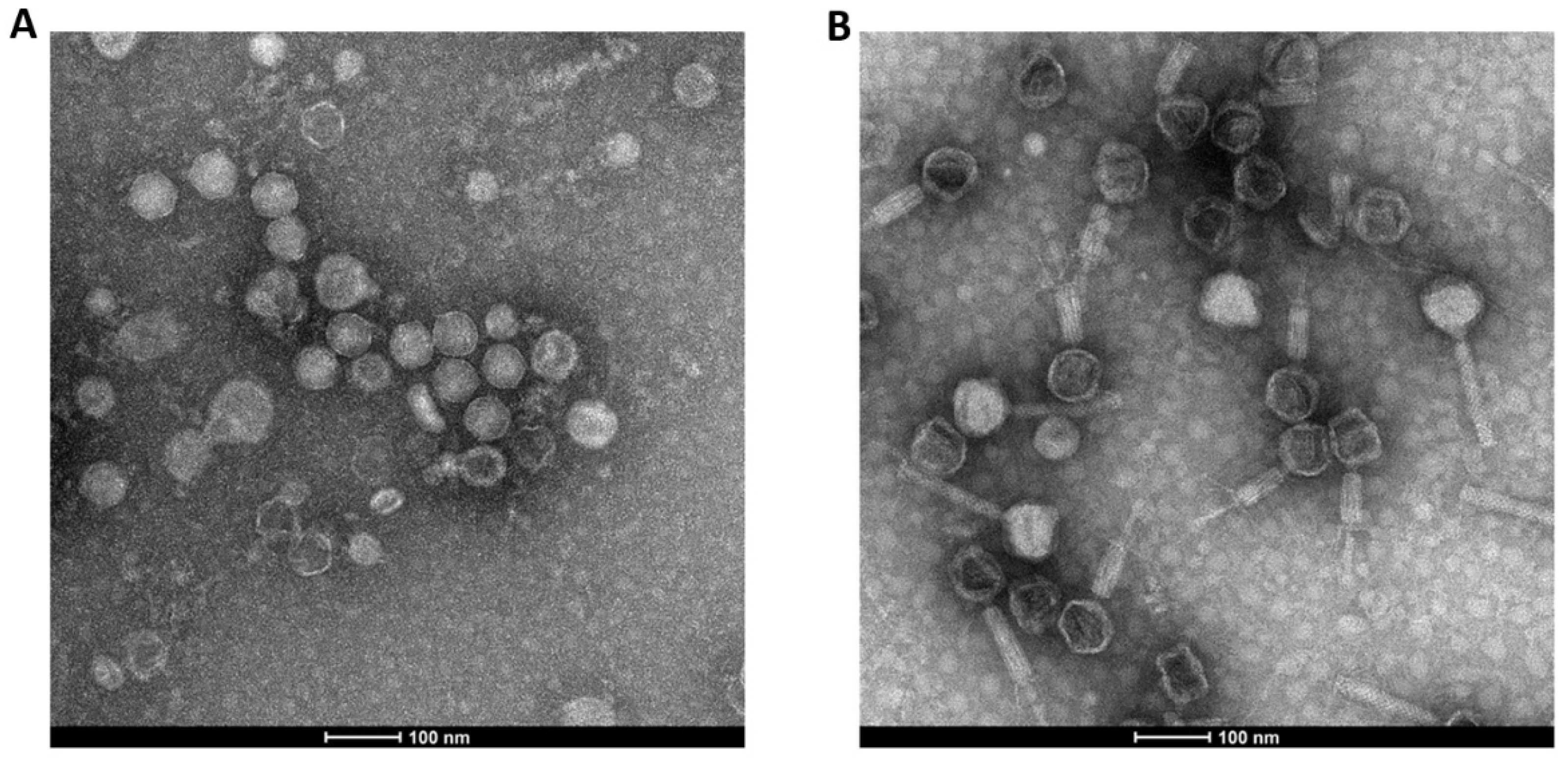 Viruses 13 01926 g001 550