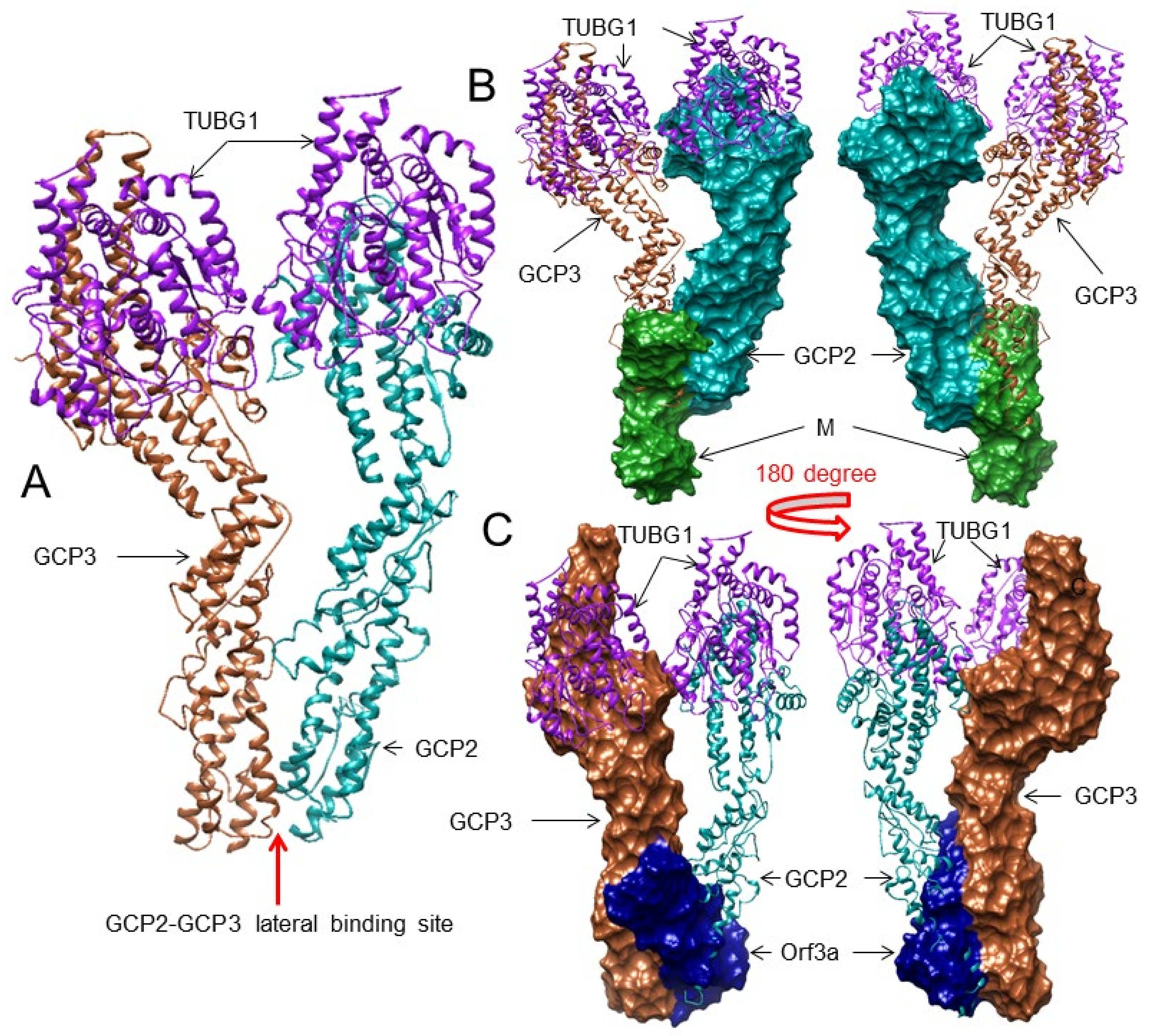 Viruses 13 01927 g003 Viruses 13 01927 g003