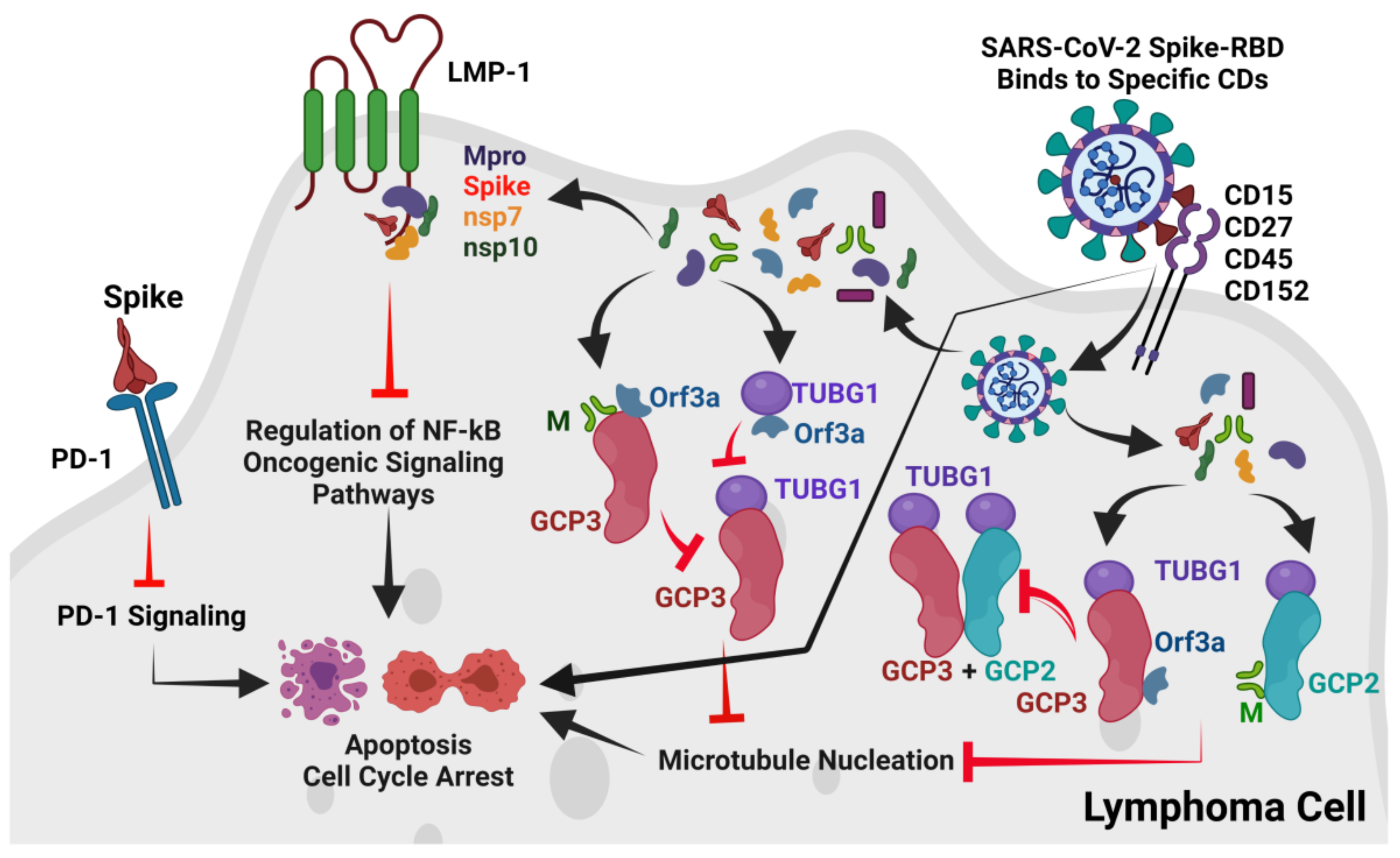 Viruses 13 01927 g007 Viruses 13 01927 g007